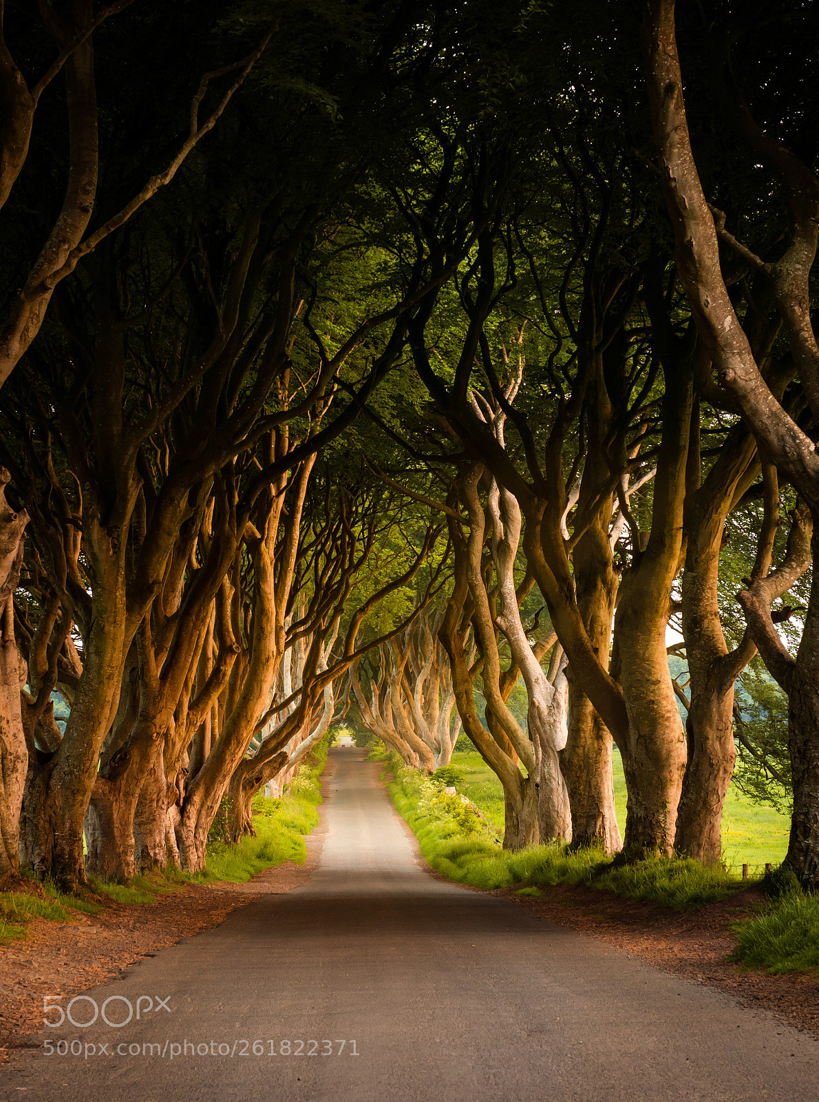 Olympus OM-D E-M1 Mark II sample photo. The dark hedges photography