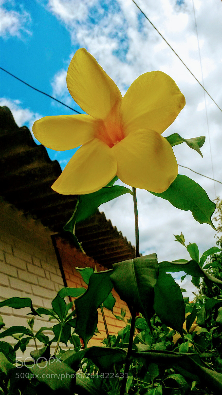 Samsung Galaxy S4 Mini sample photo. Untitled photography