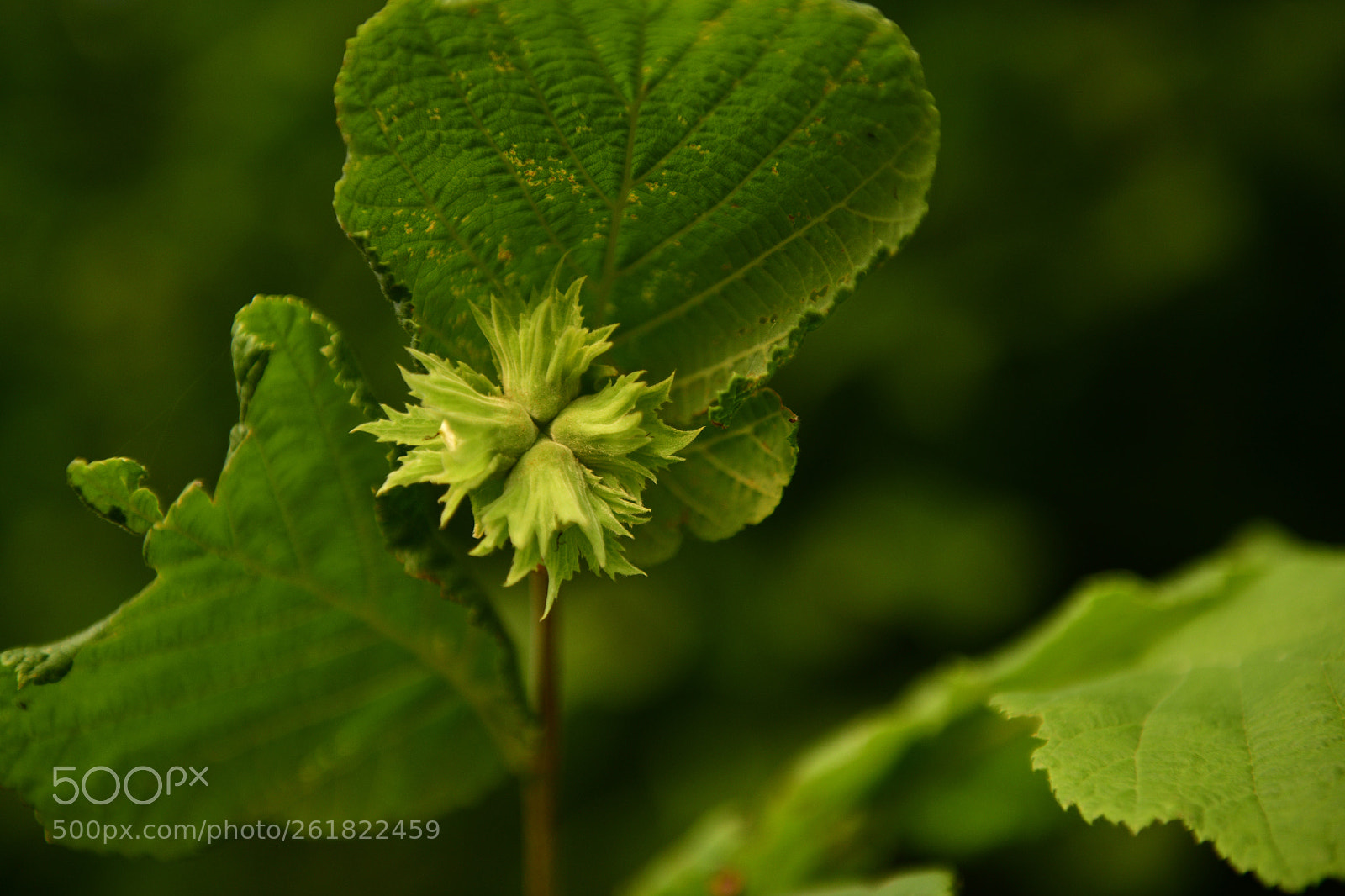 Nikon D850 sample photo. Hazelnut - haselnuss photography