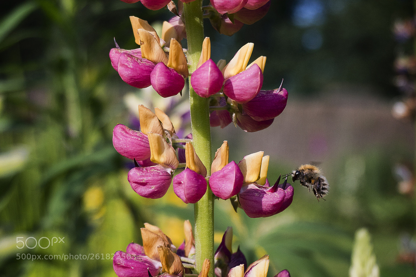 Sony a6300 sample photo. Lupinus photography