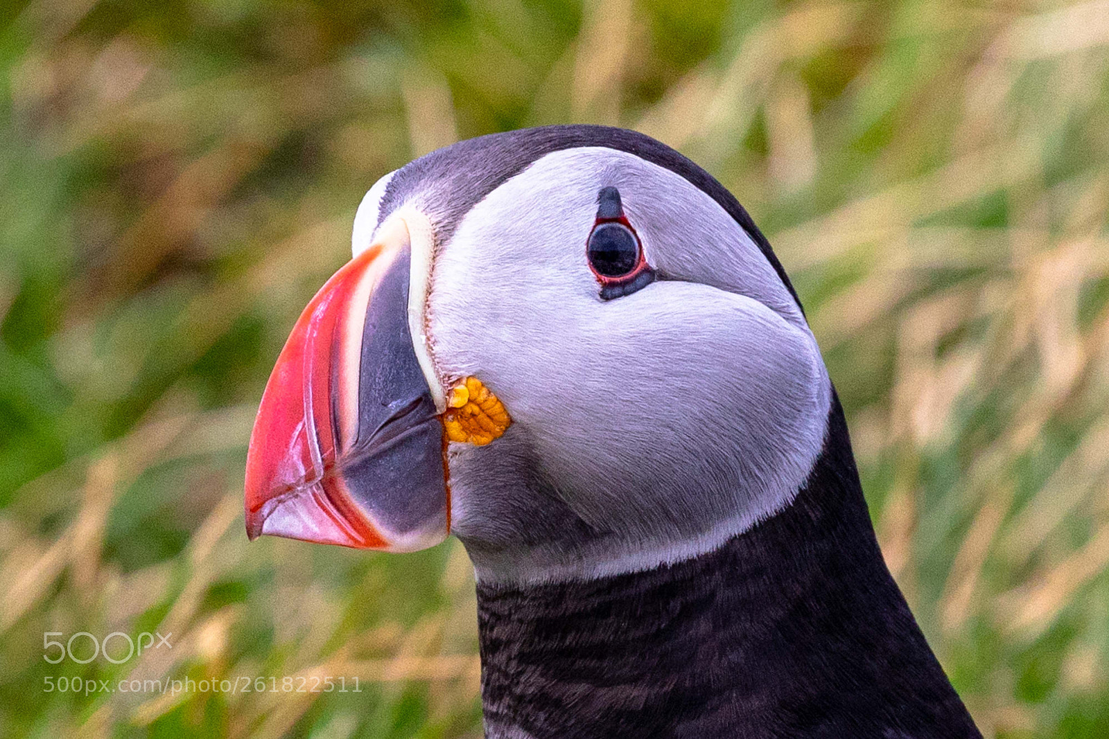 Canon EOS 5D Mark IV sample photo. Puffin/papageientaucher photography