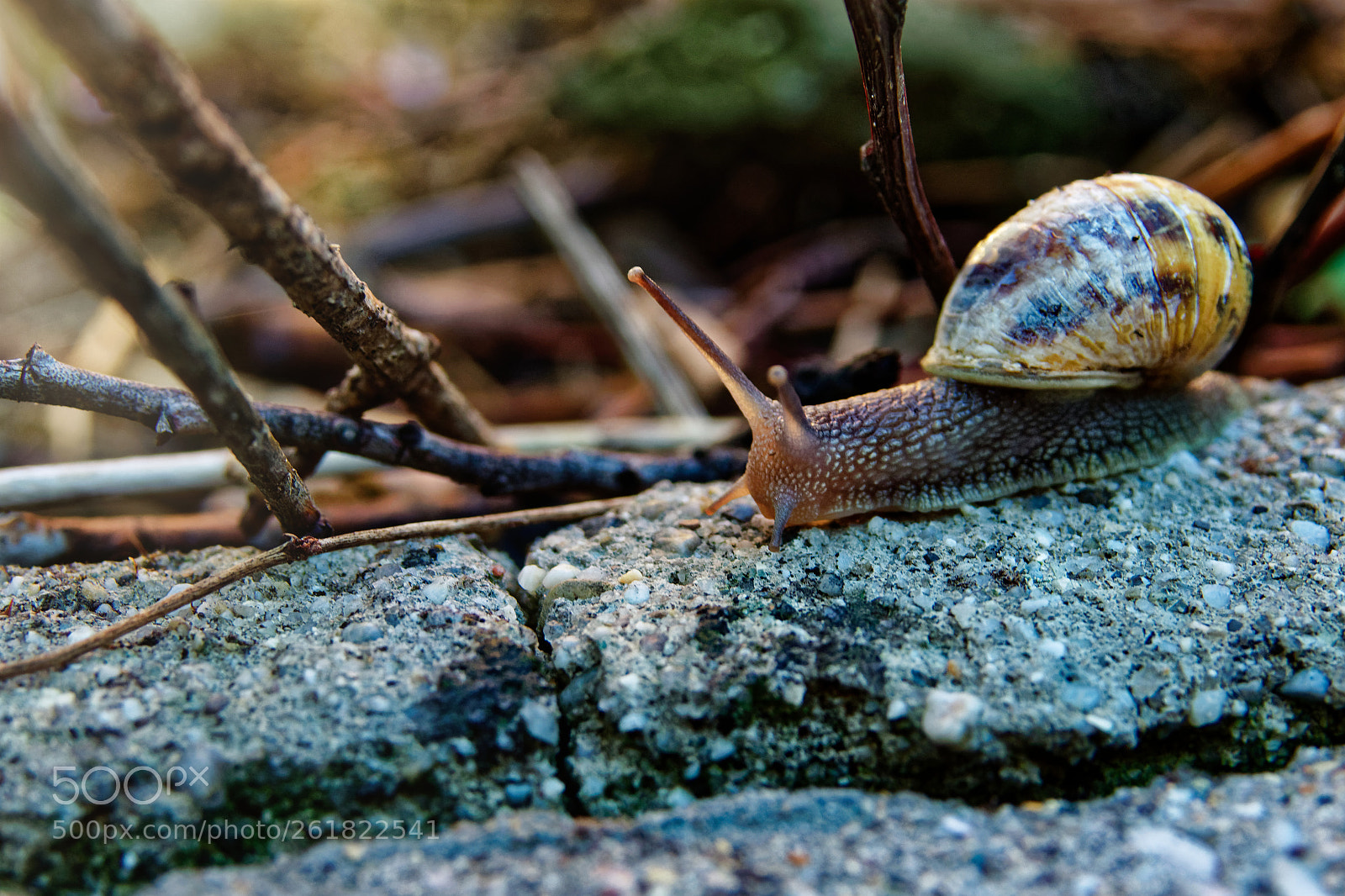 Sony Cyber-shot DSC-RX10 III sample photo. Escargot en vie ! photography
