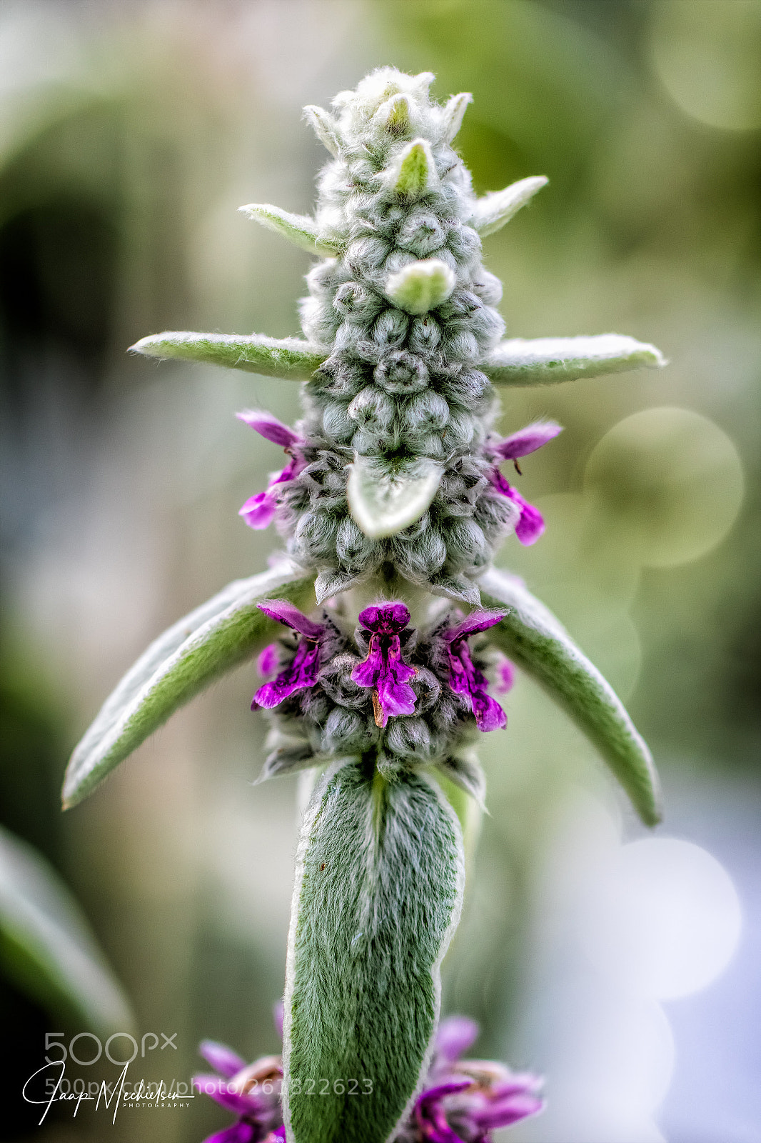 Canon EOS 7D Mark II sample photo. Stachys byzantina photography