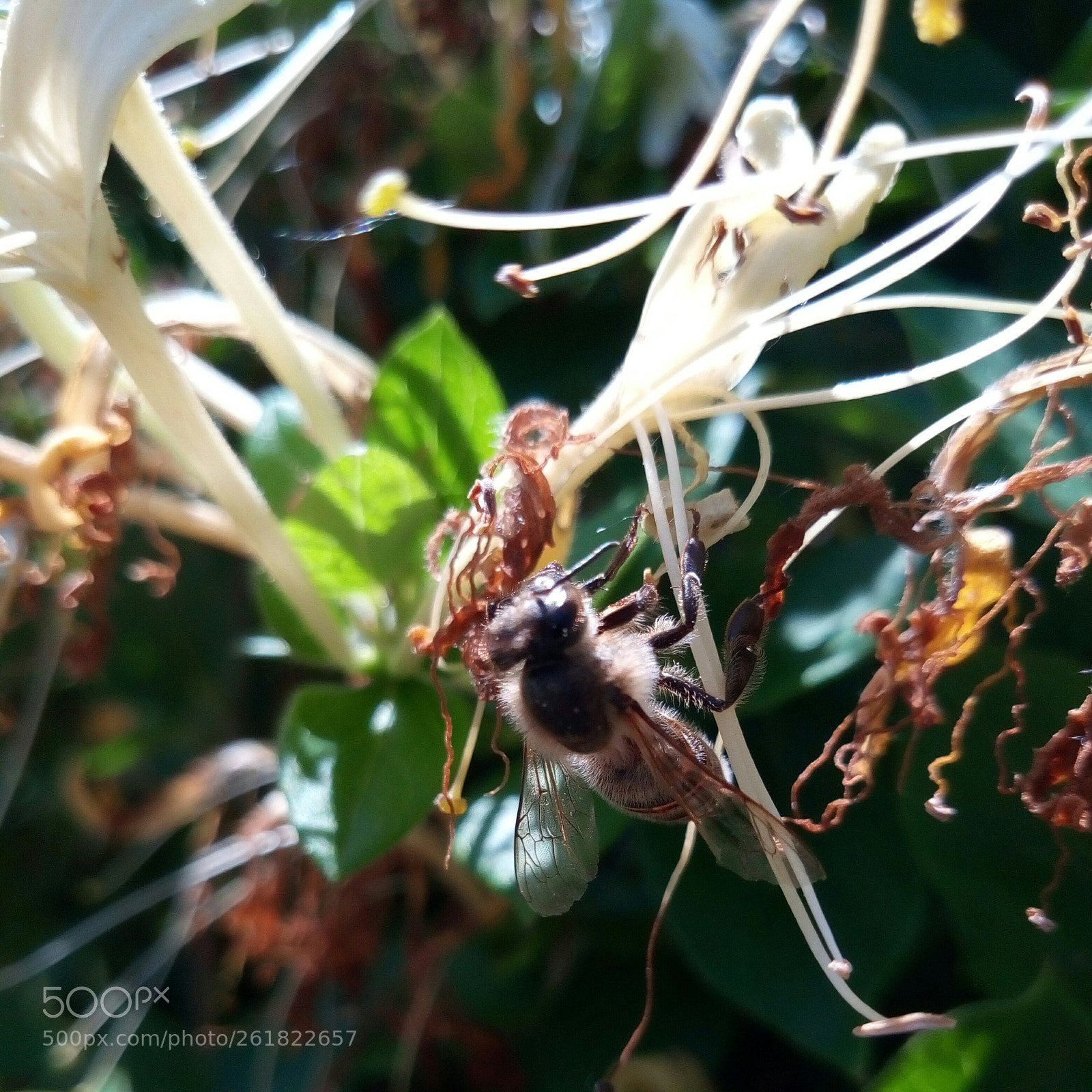Meizu M5s sample photo. Bee photography