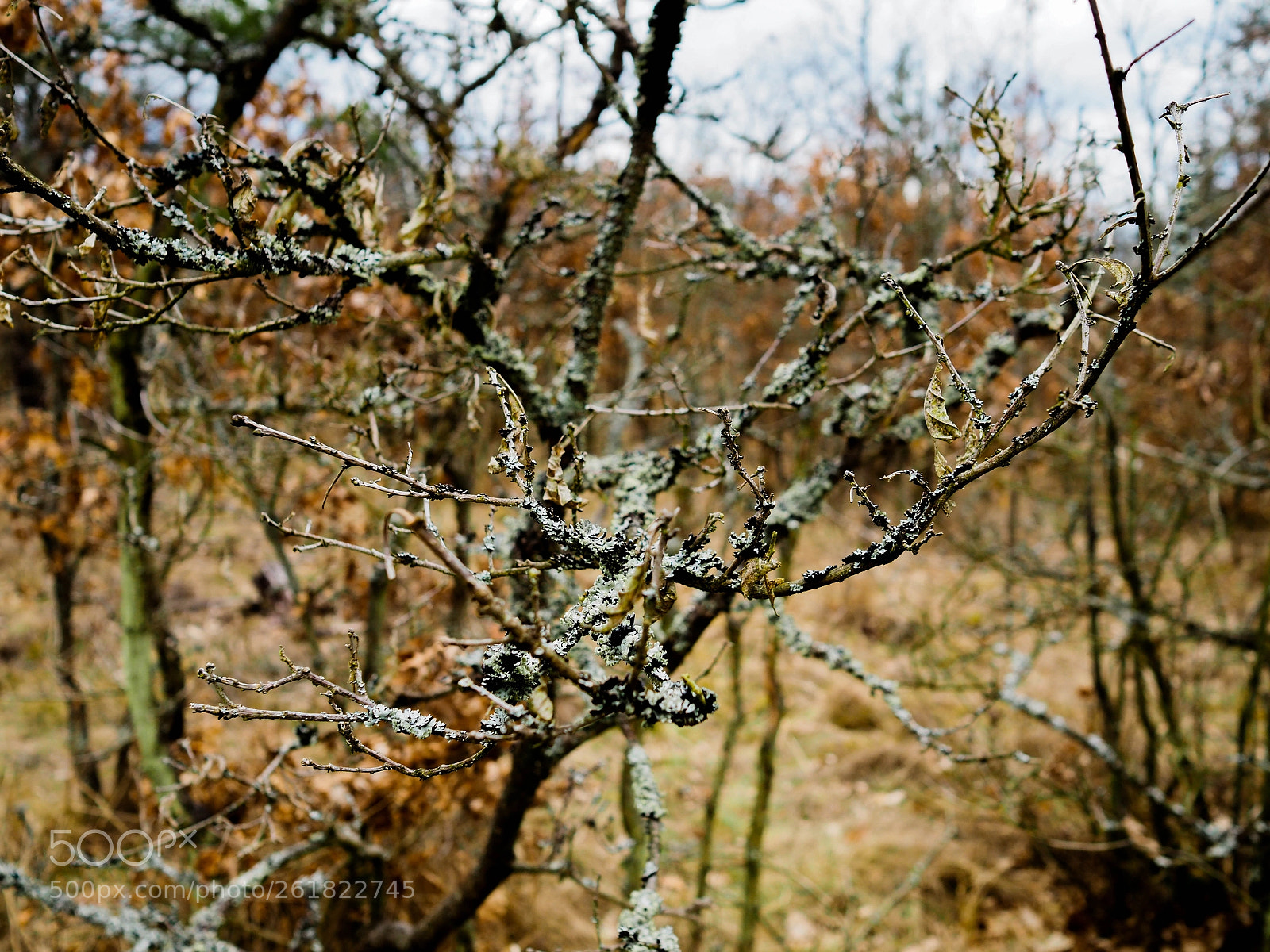 Olympus PEN-F sample photo. Lichen on branches photography