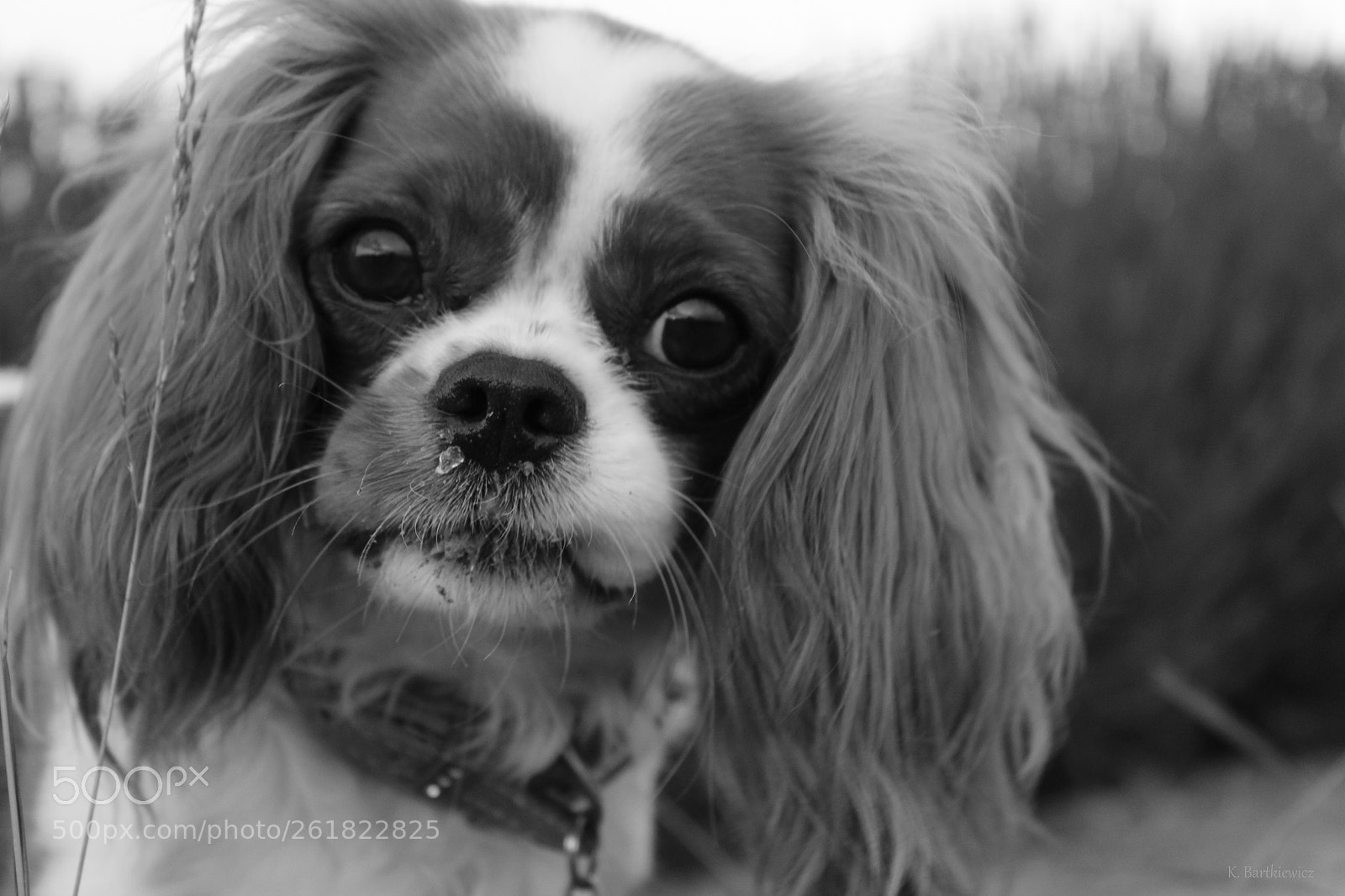 Canon EOS 1300D (EOS Rebel T6 / EOS Kiss X80) sample photo. Carmen photography