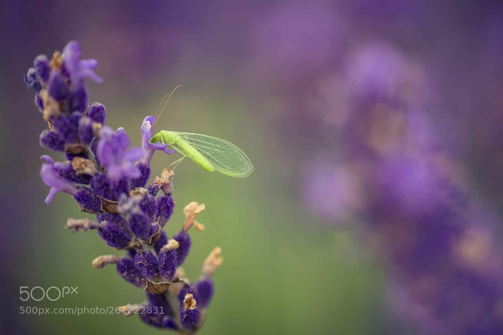 Nikon D610 sample photo. In purple's dream photography