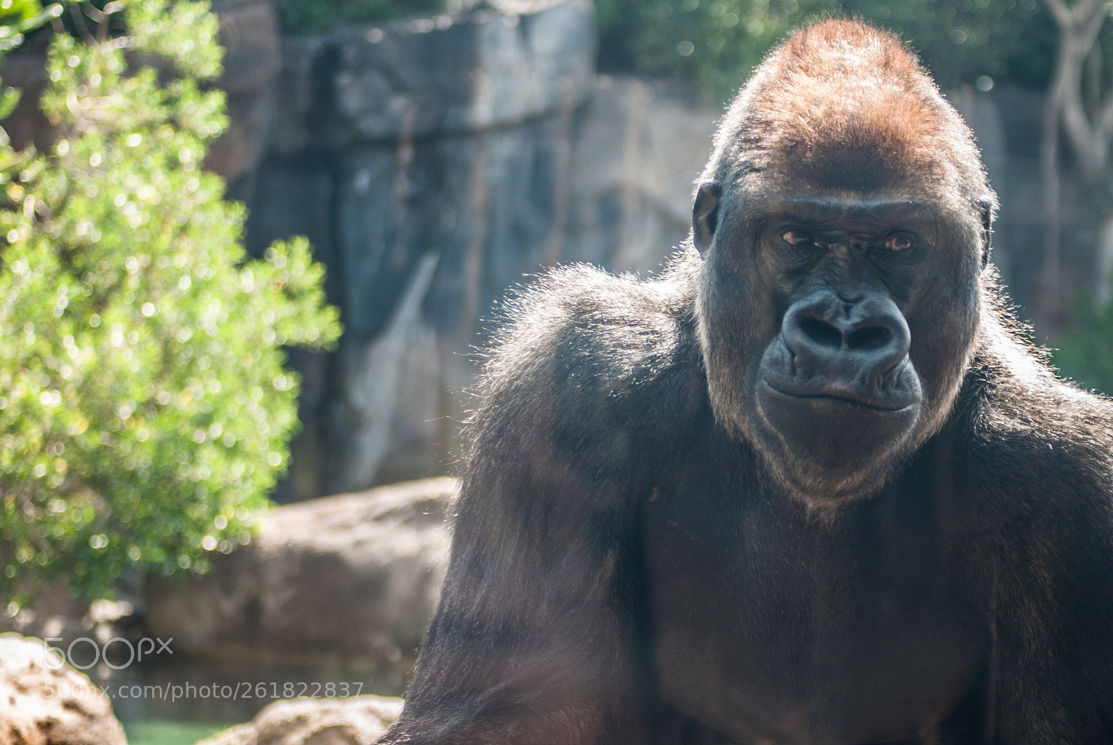 Nikon D60 sample photo. King kong is back photography