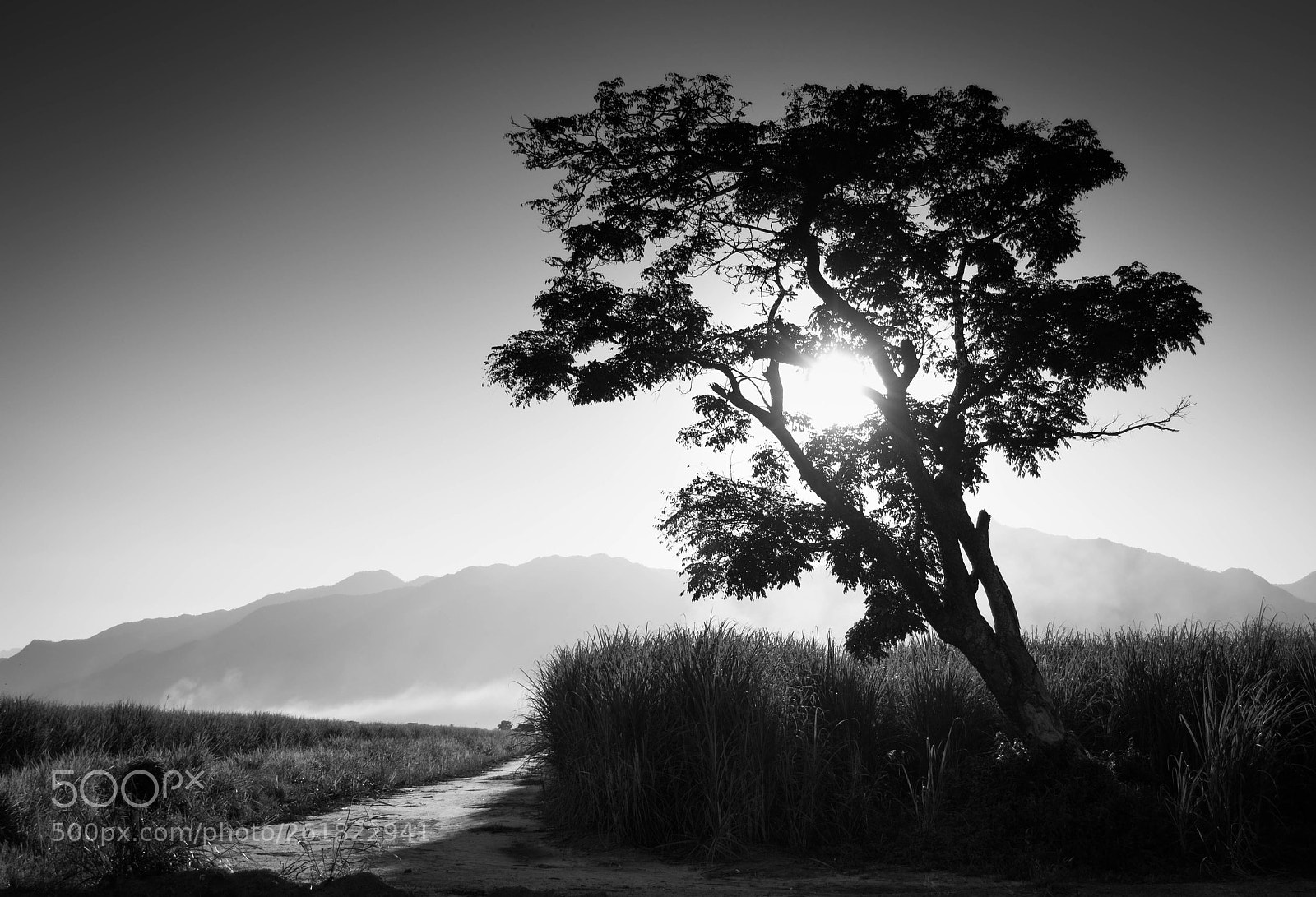 Nikon D3100 sample photo. Walk your own path photography