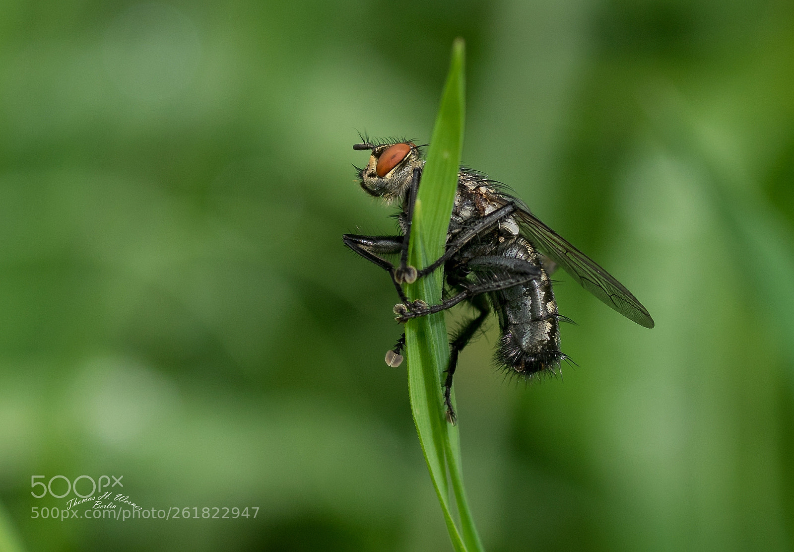 Sony a7 II sample photo. The fly photography