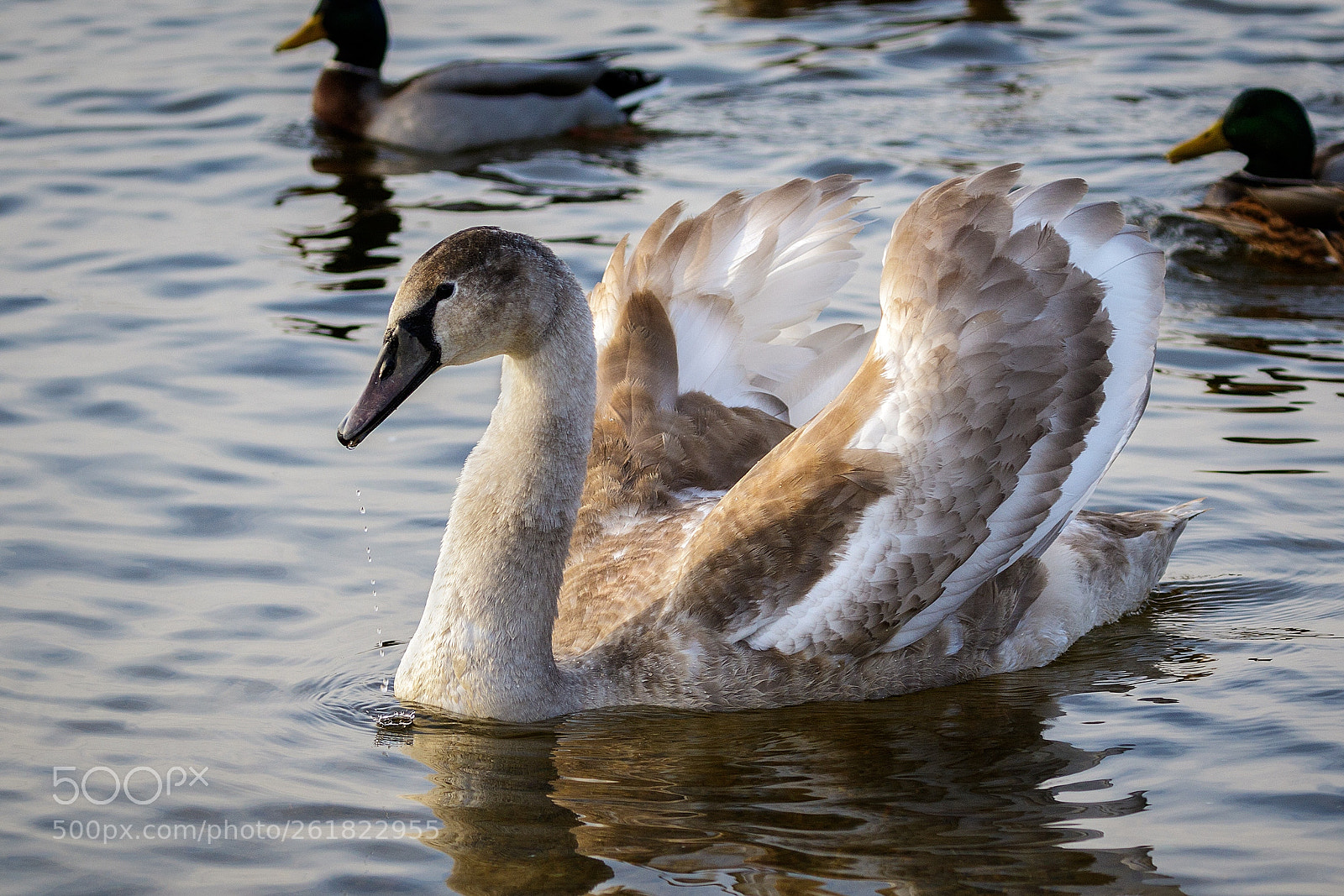 Canon EOS 7D Mark II sample photo. Young swan photography