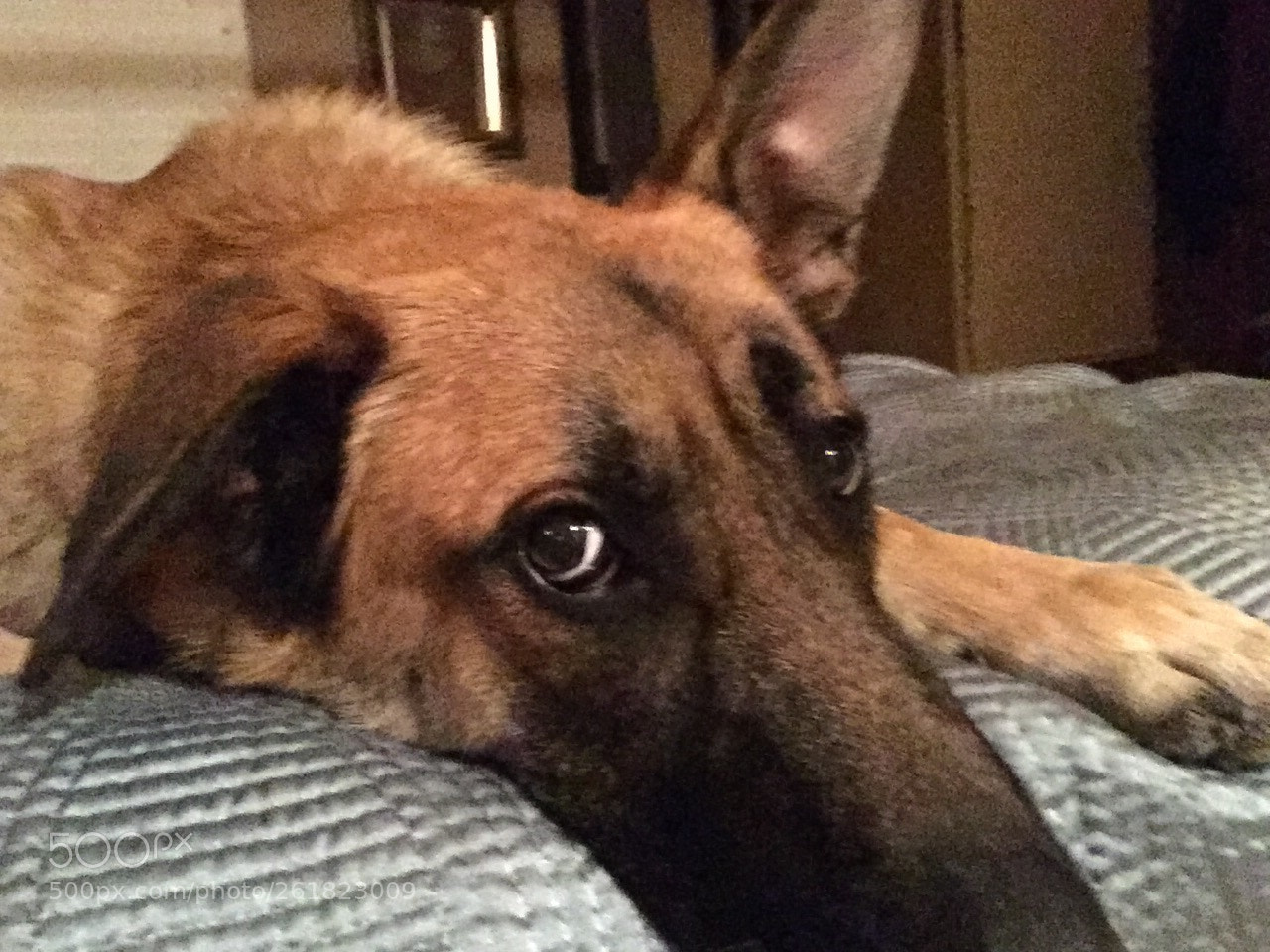 Apple iPhone 6 sample photo. German shepard nap photography