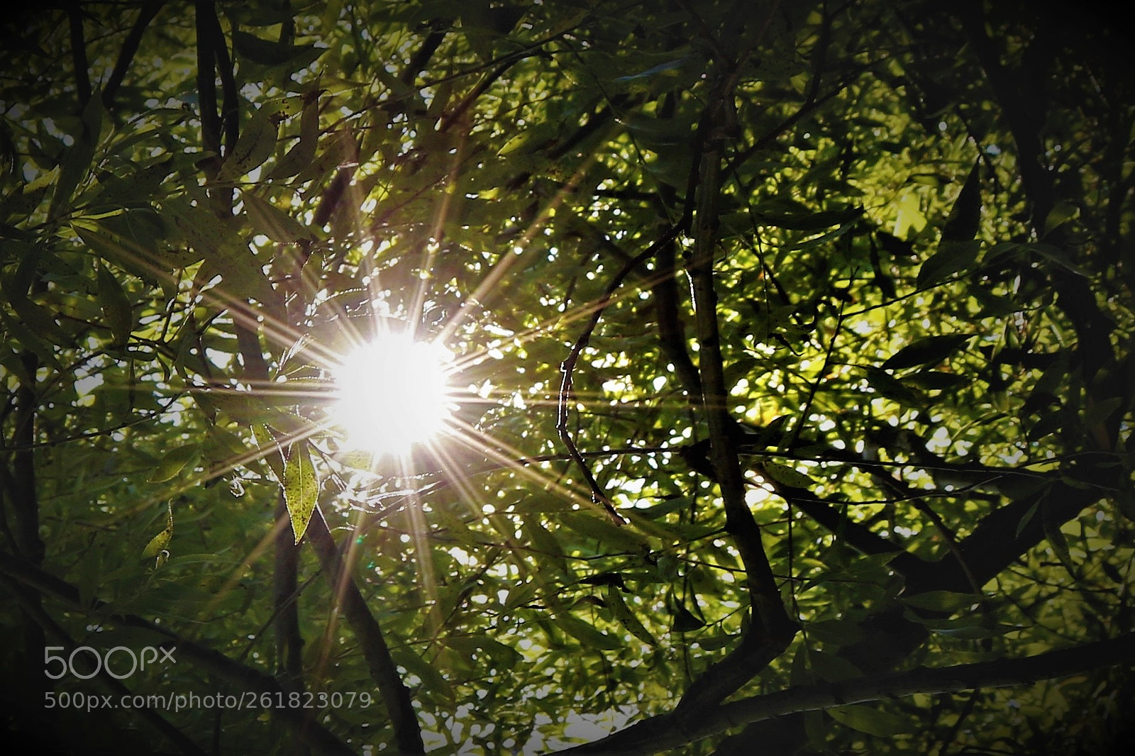Canon EOS 750D (EOS Rebel T6i / EOS Kiss X8i) sample photo. Destellos de oro solar photography