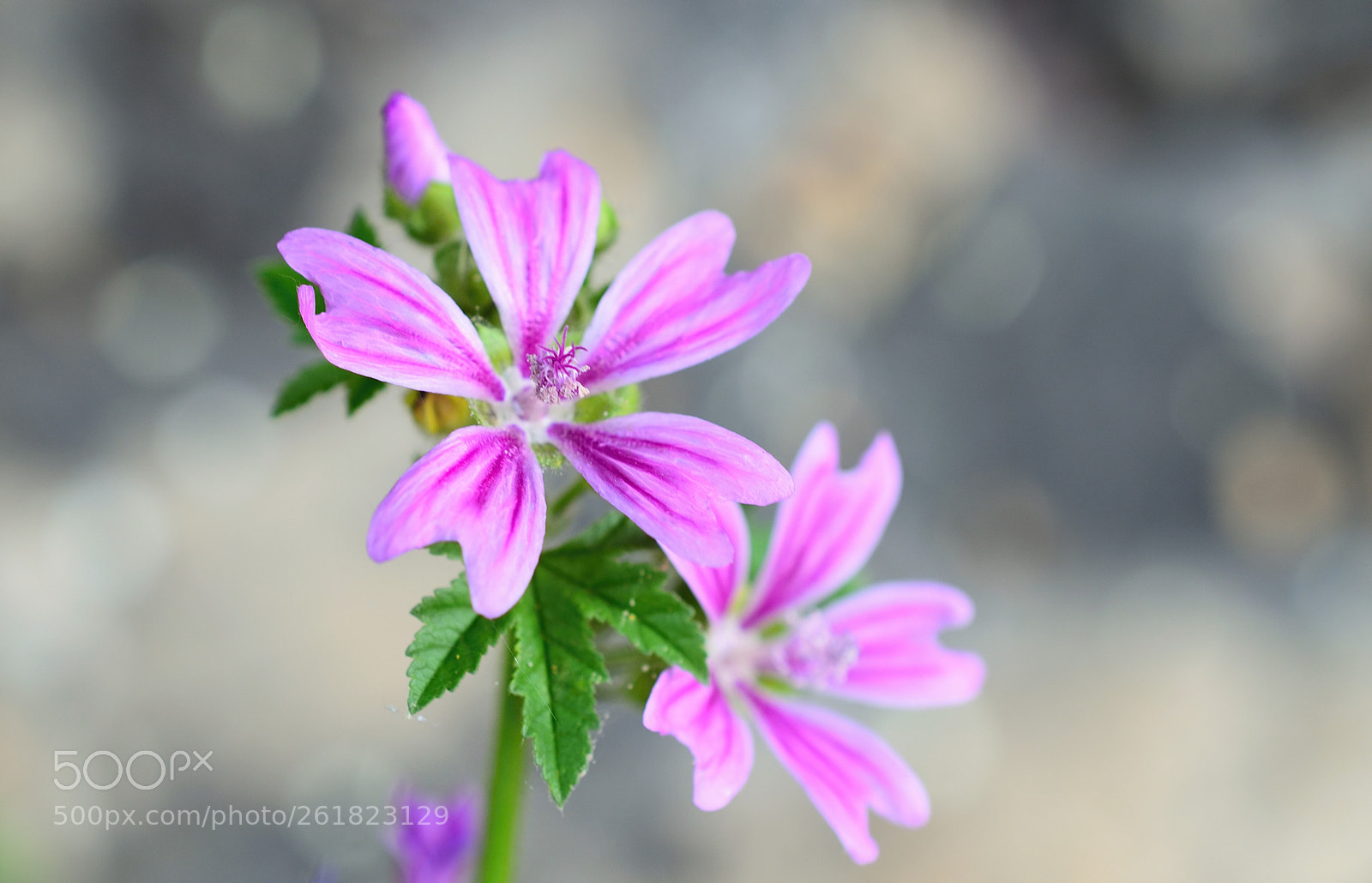 Nikon AF-S DX Micro Nikkor 40mm F2.8 sample photo. * keep on dreaming * photography