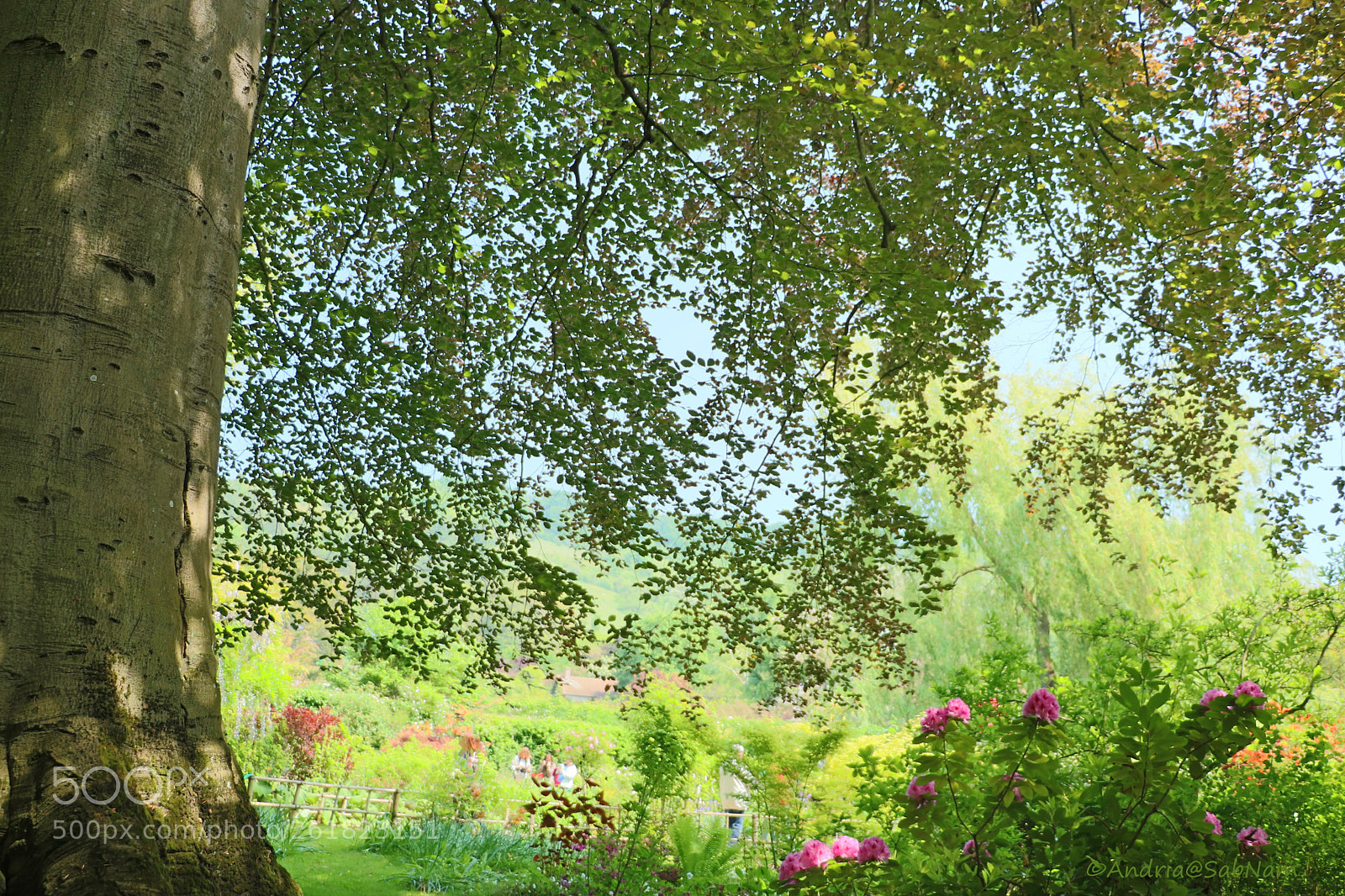 Canon EOS 750D (EOS Rebel T6i / EOS Kiss X8i) sample photo. Feuilles d’arbre photography