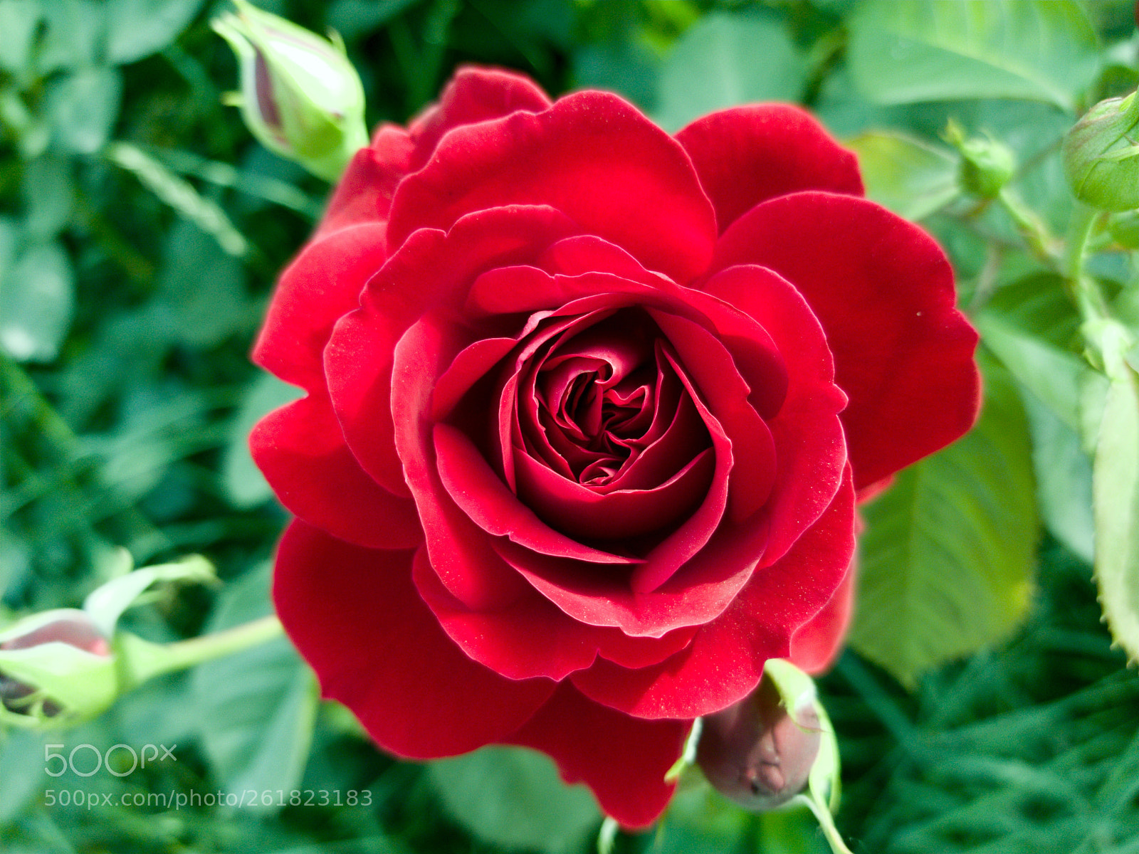 Samsung Galaxy S8 sample photo. King of roses photography