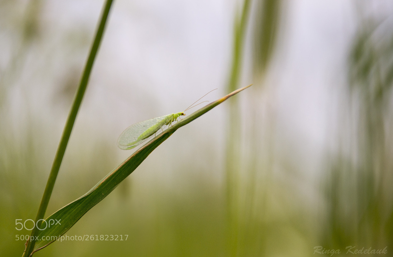 Nikon D3100 sample photo. Common green lacewing photography