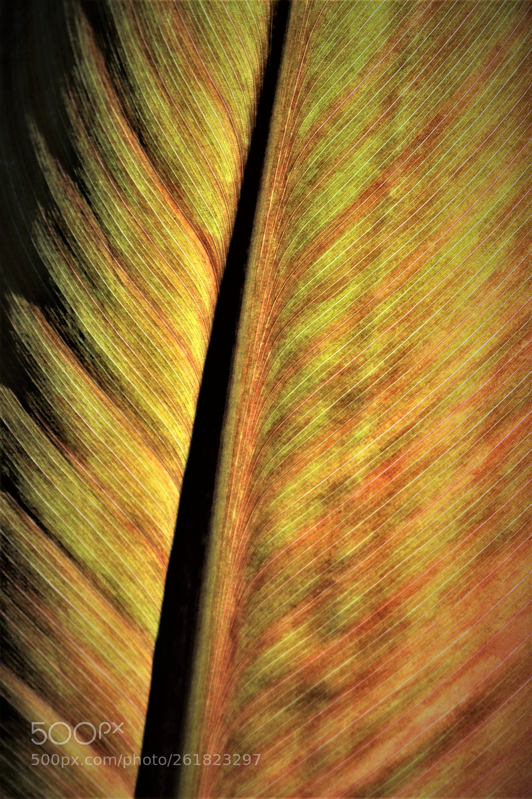 Canon EOS 750D (EOS Rebel T6i / EOS Kiss X8i) sample photo. Telar vegetal photography