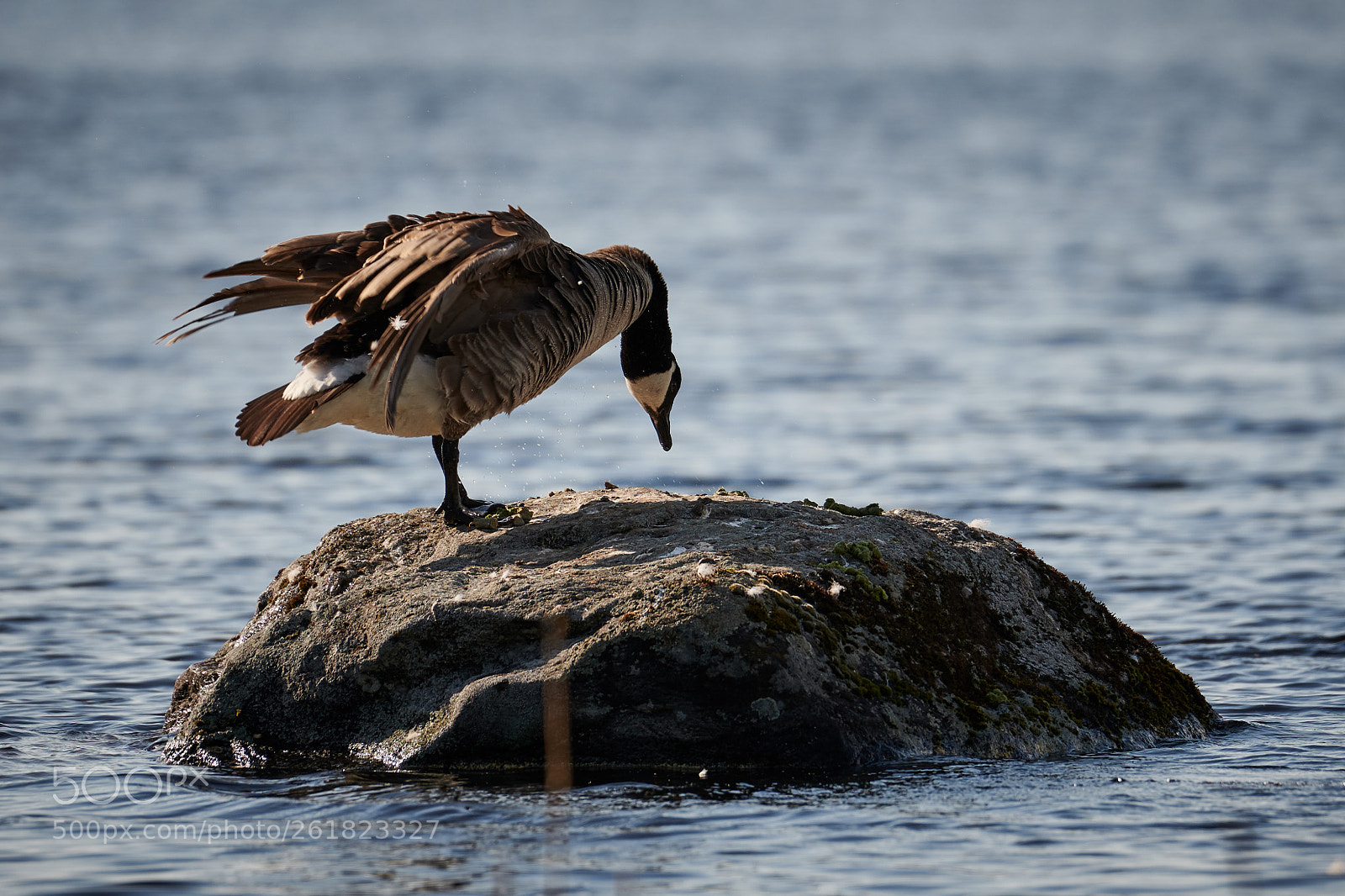 Nikon D850 sample photo. Do birds practice yoga? photography