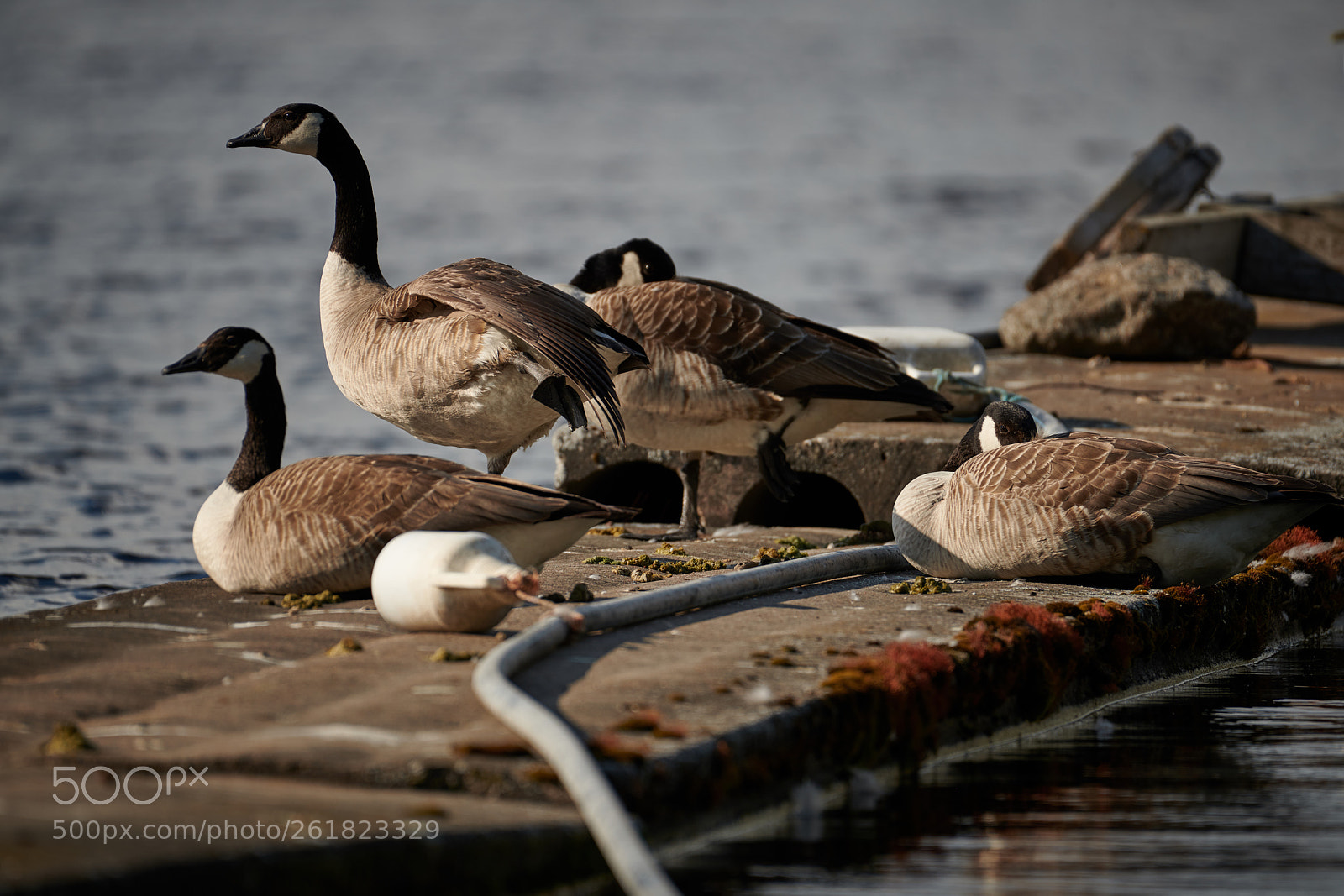 Nikon D850 sample photo. Do birds practice yoga? photography