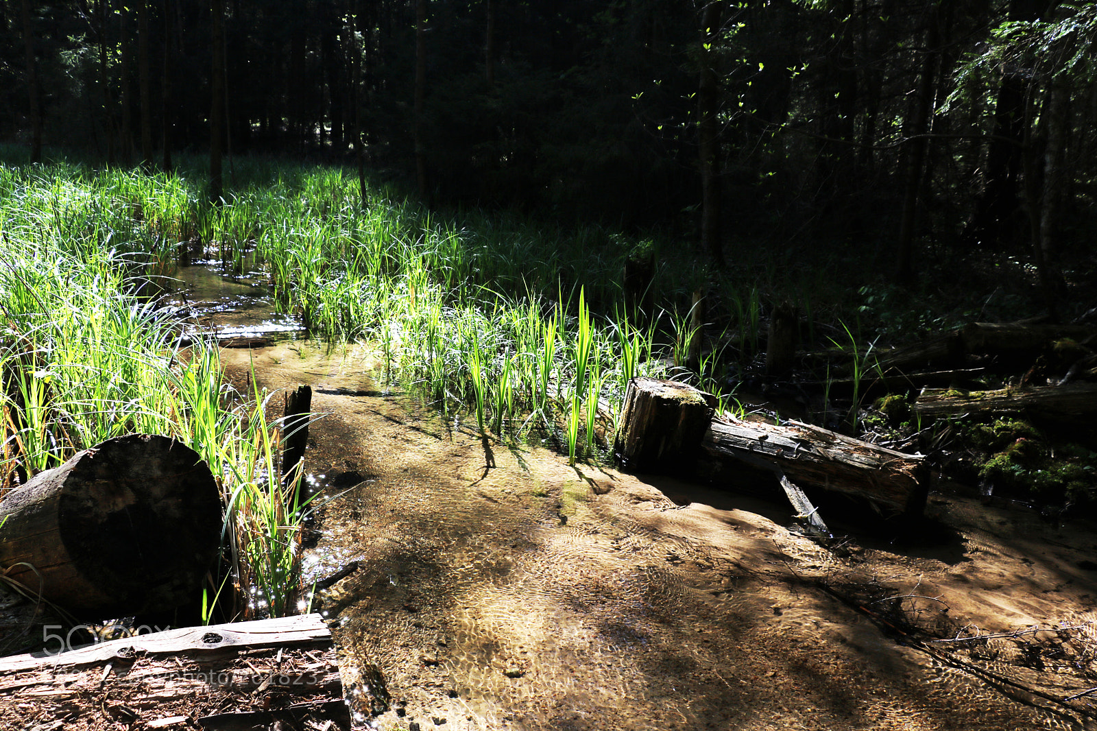 Canon EOS 750D (EOS Rebel T6i / EOS Kiss X8i) sample photo. Small creek in the photography
