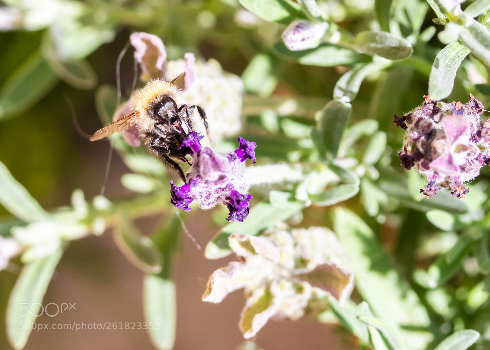 Canon EOS 80D sample photo. Bee on lavender photography