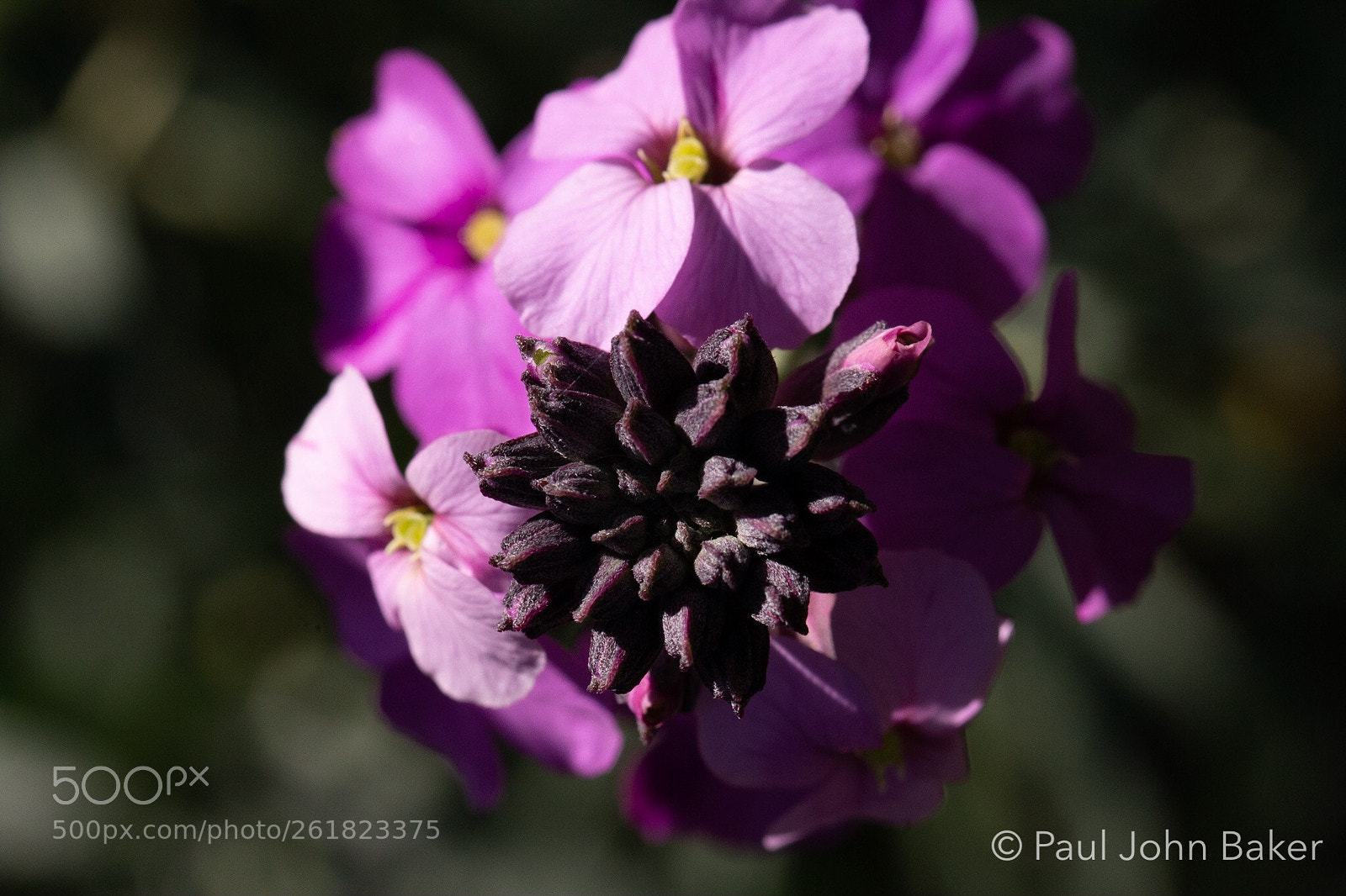 Canon EOS 70D sample photo. Tomorrow’s petals  photography