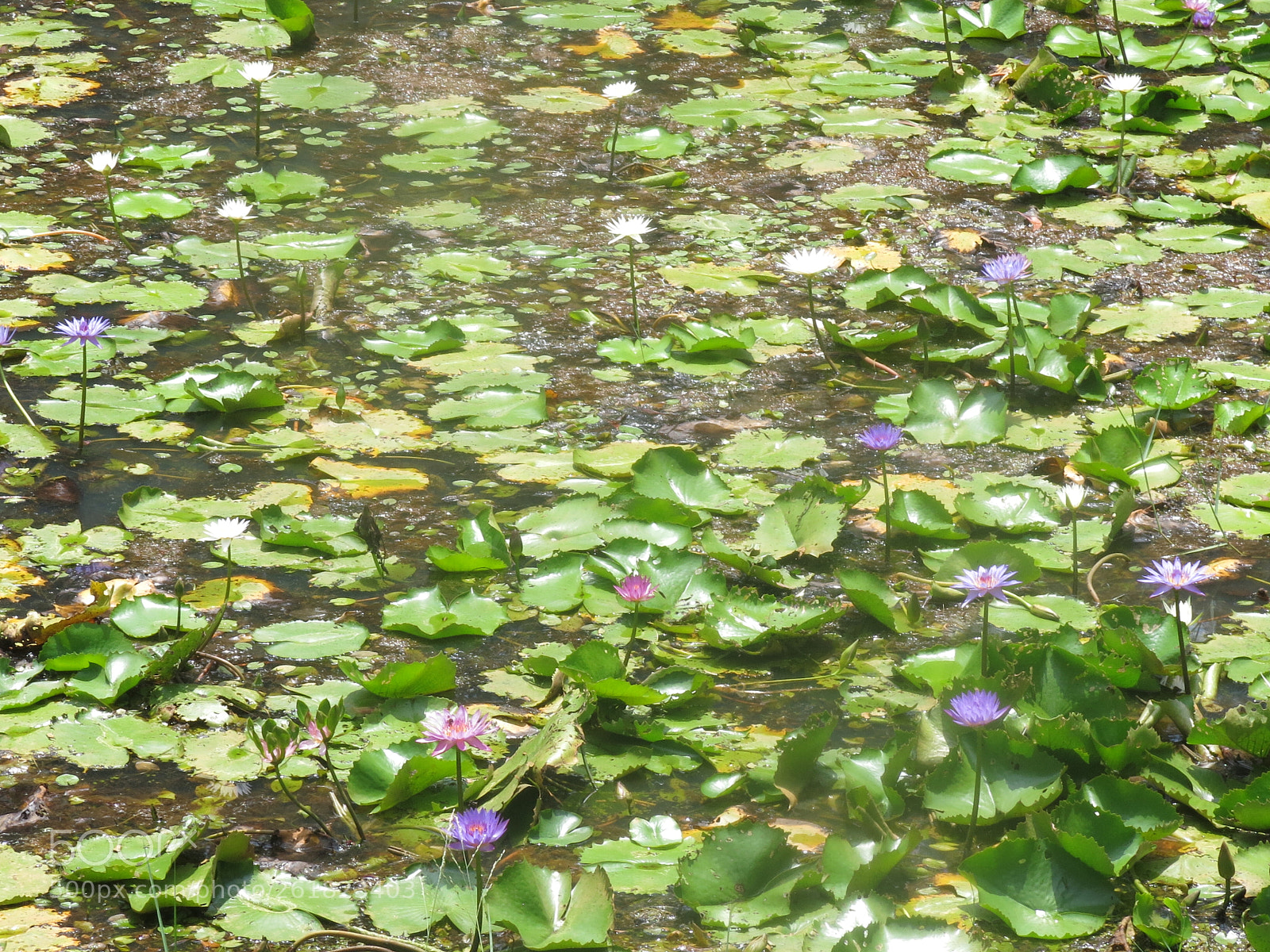 Canon PowerShot G15 sample photo. Img photography