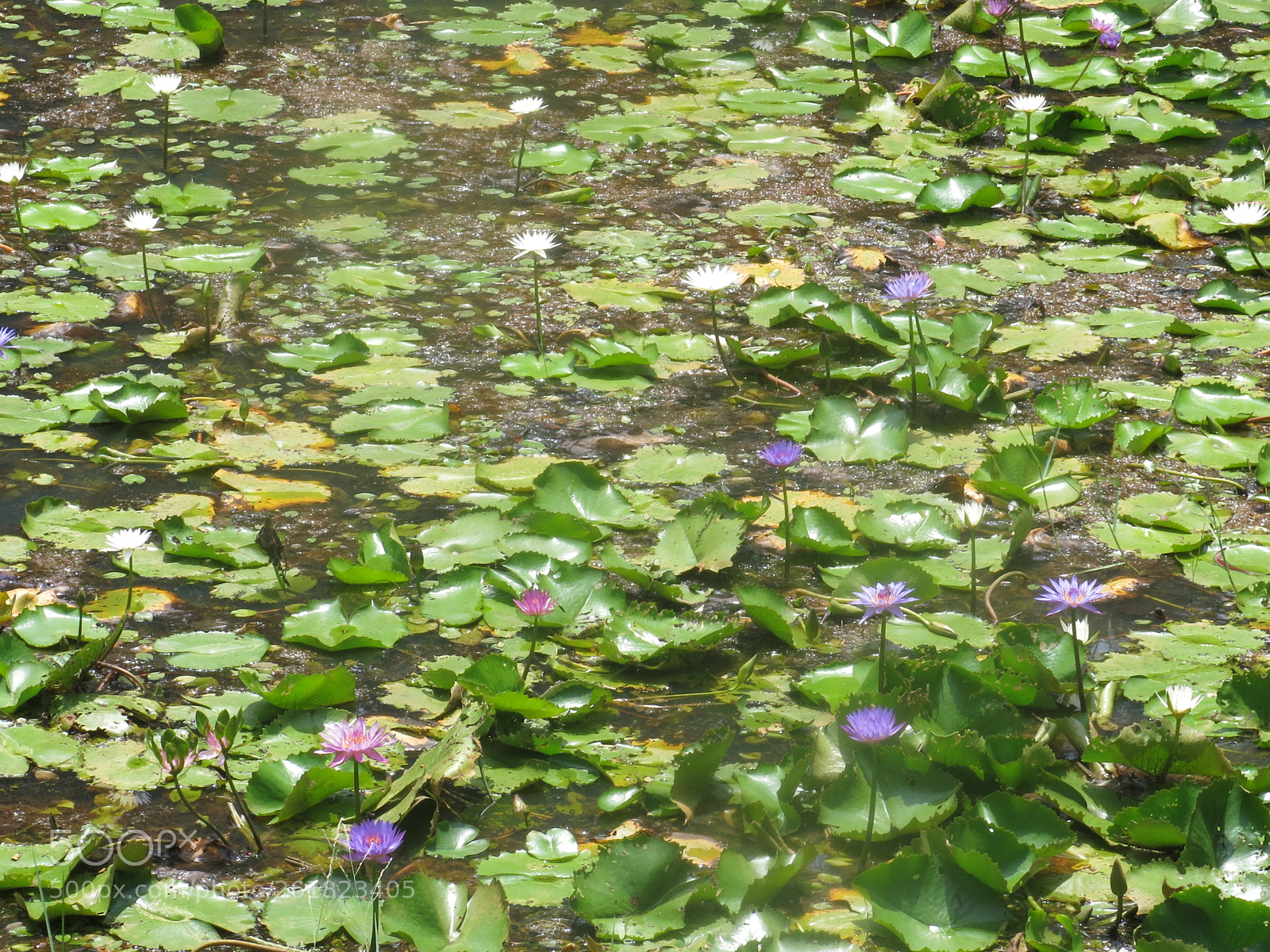 Canon PowerShot G15 sample photo. Img photography