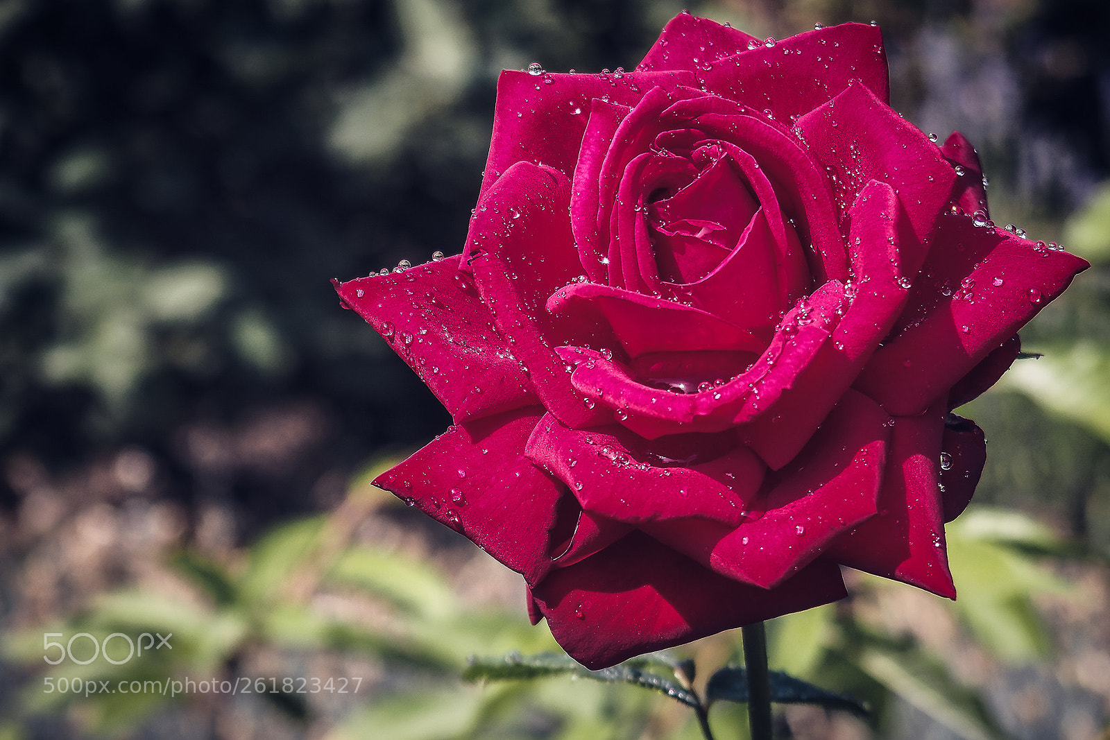 Olympus OM-D E-M10 II sample photo. A beauty... photography