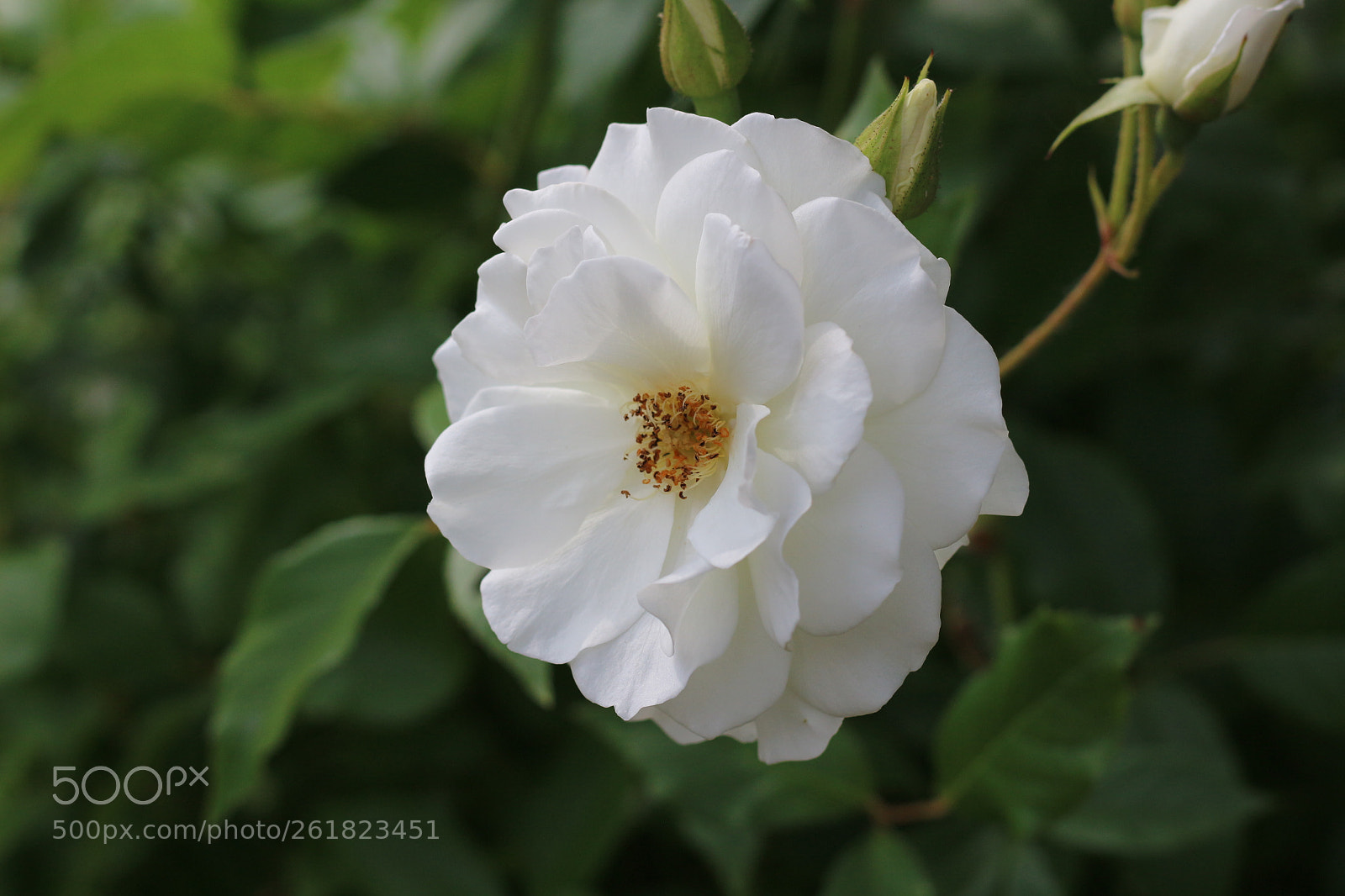 Canon EOS 100D (EOS Rebel SL1 / EOS Kiss X7) + Canon EF 50mm F1.8 STM sample photo. White rosaceae photography