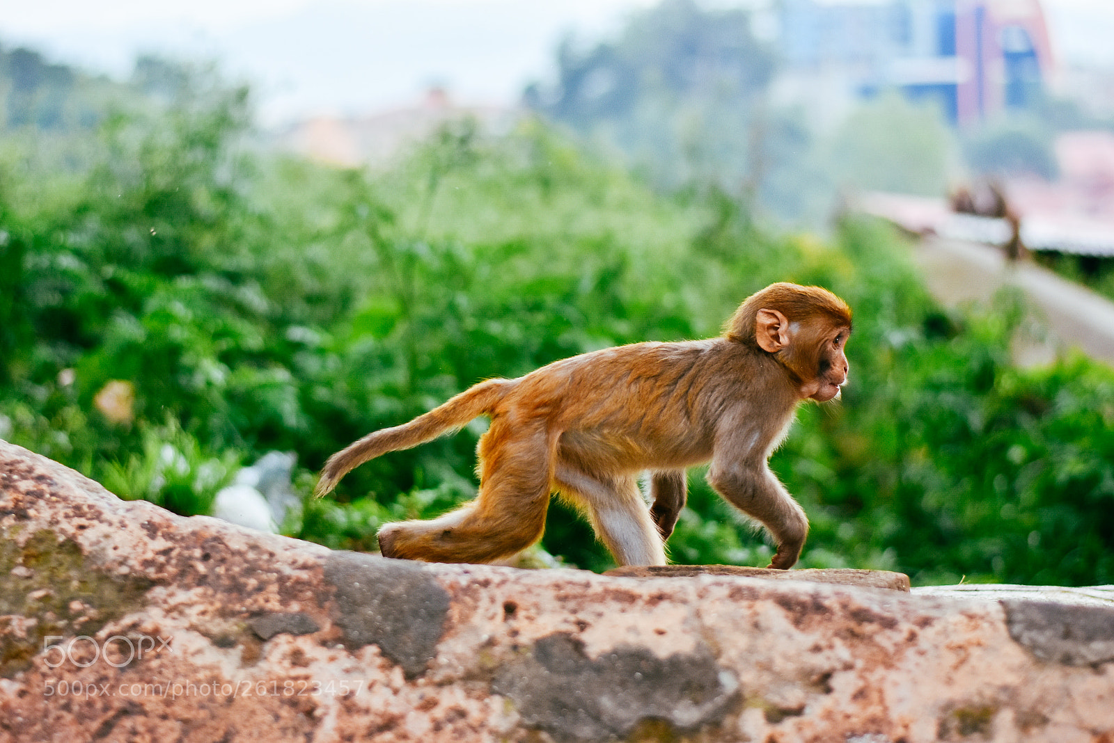 Nikon D7200 sample photo. Monkey photography