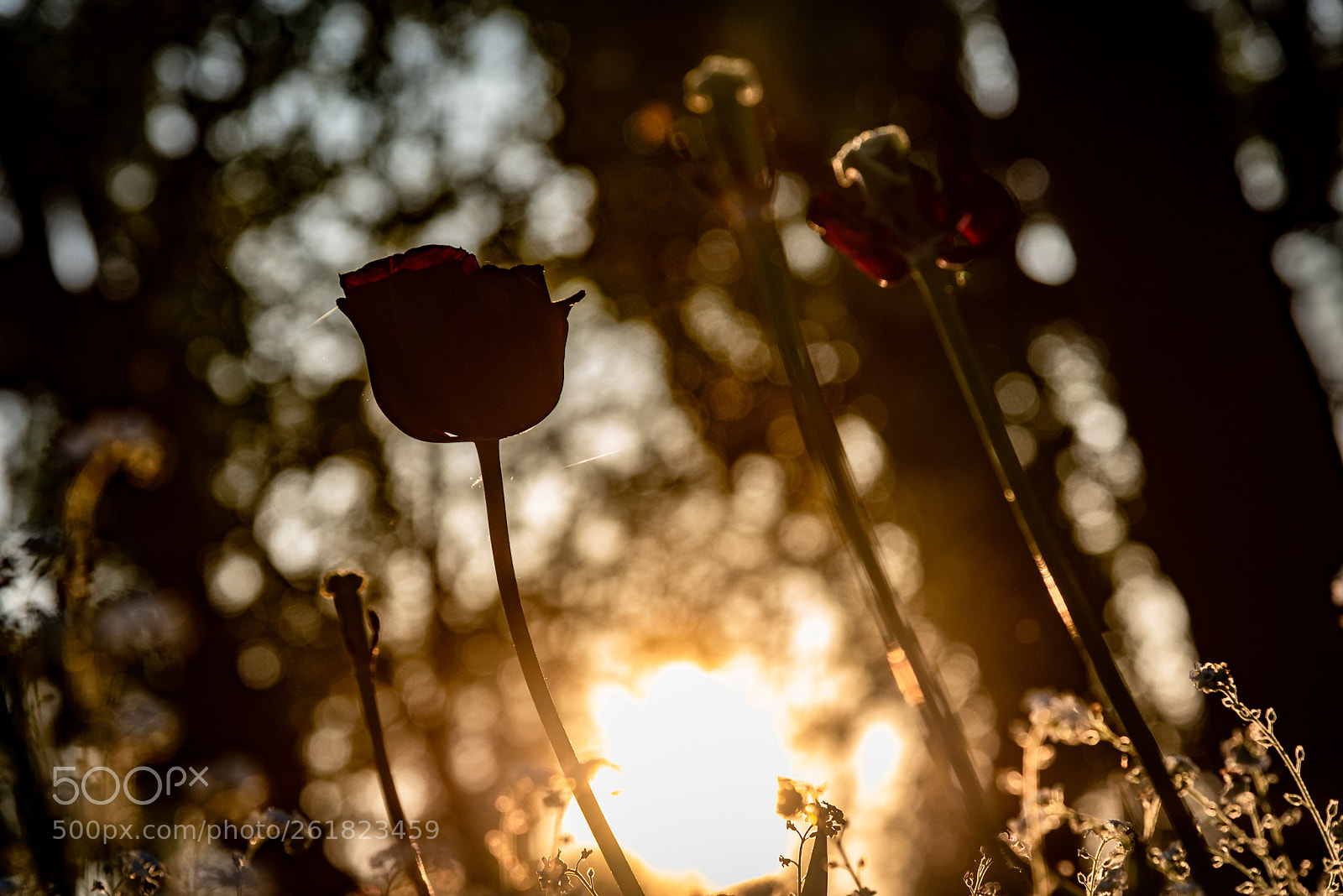 Nikon D750 sample photo. Spring sunset photography