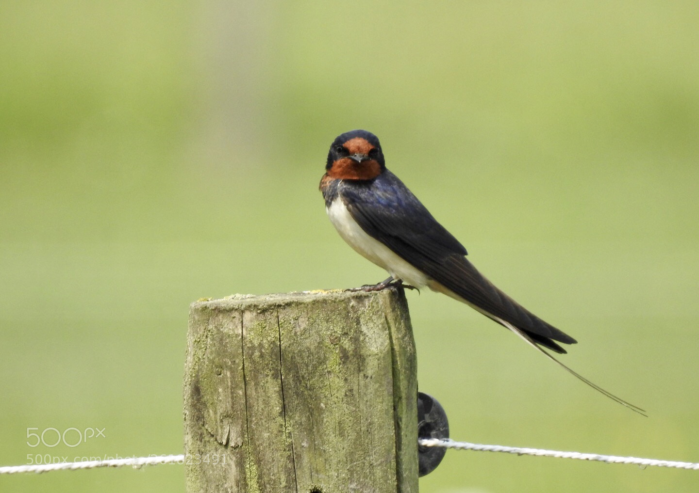 Nikon Coolpix P900 sample photo. Barn swallow photography
