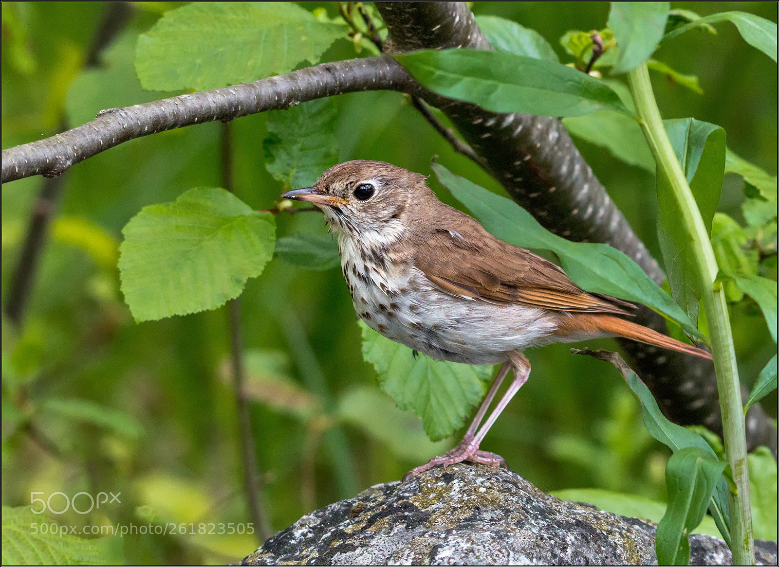 Canon EOS 70D sample photo. Hermit thrush photography
