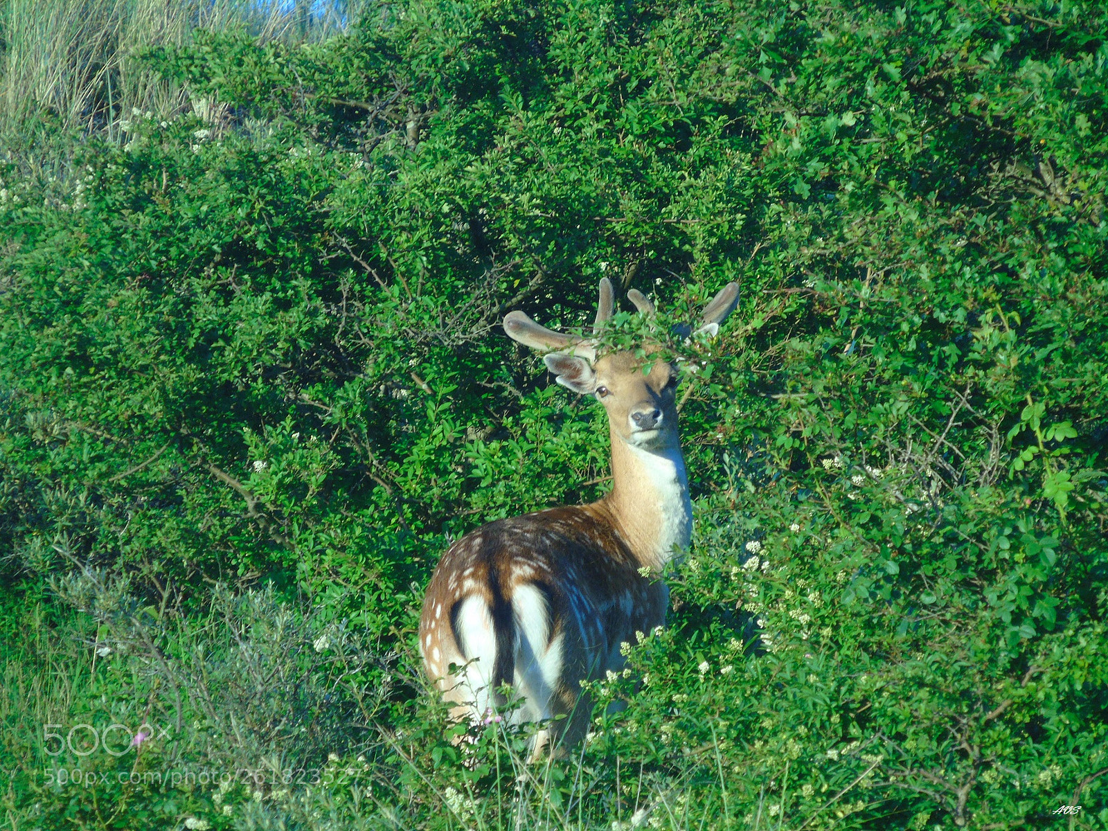 Sony Cyber-shot DSC-H400 sample photo. Deer photography