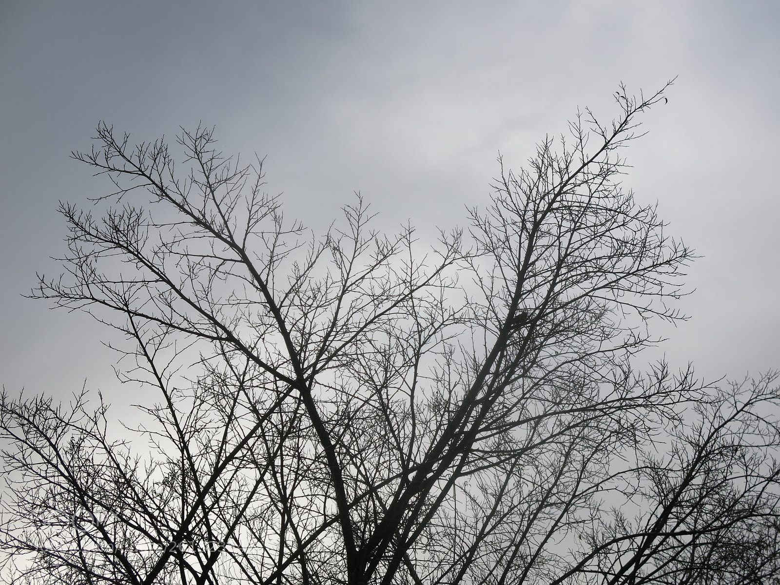 Canon PowerShot G15 sample photo. Img photography