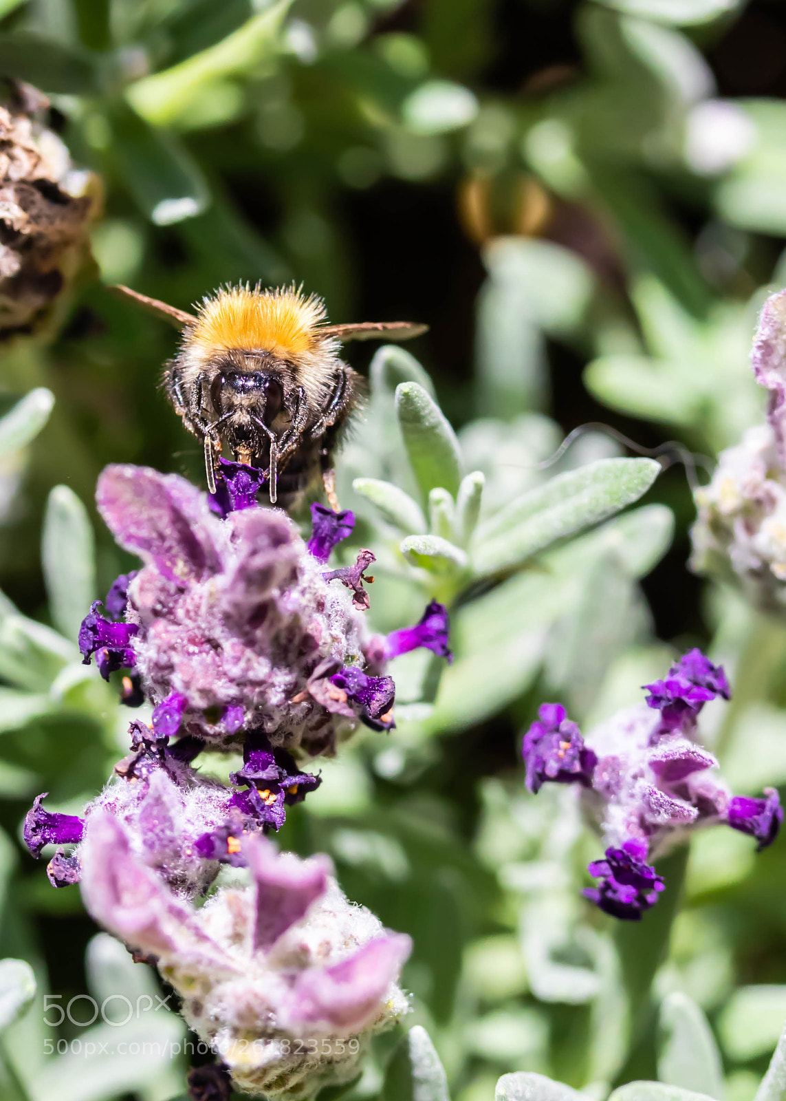 Canon EOS 80D sample photo. Bee on lavender photography