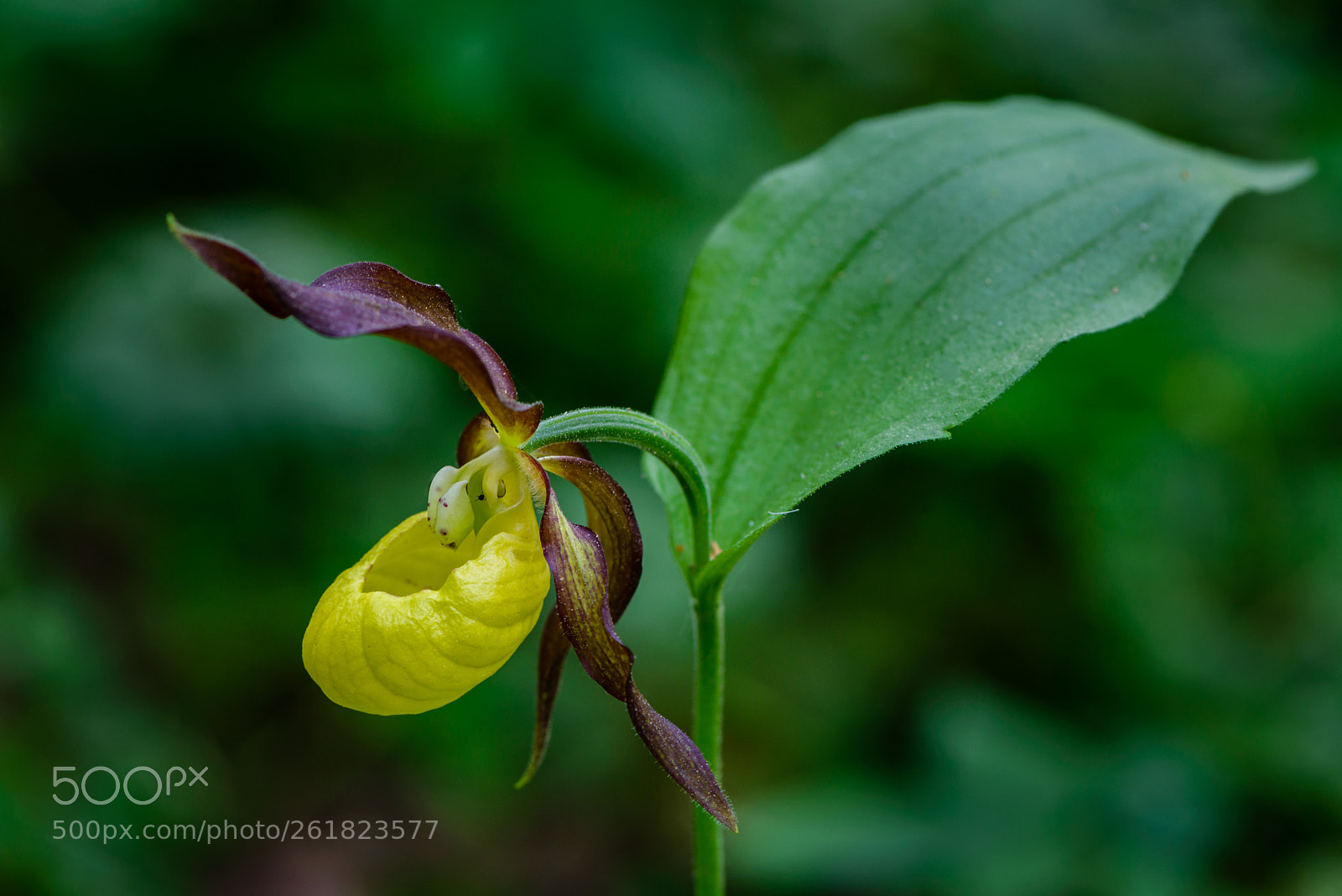 Nikon D800 sample photo. Lady's slipper photography