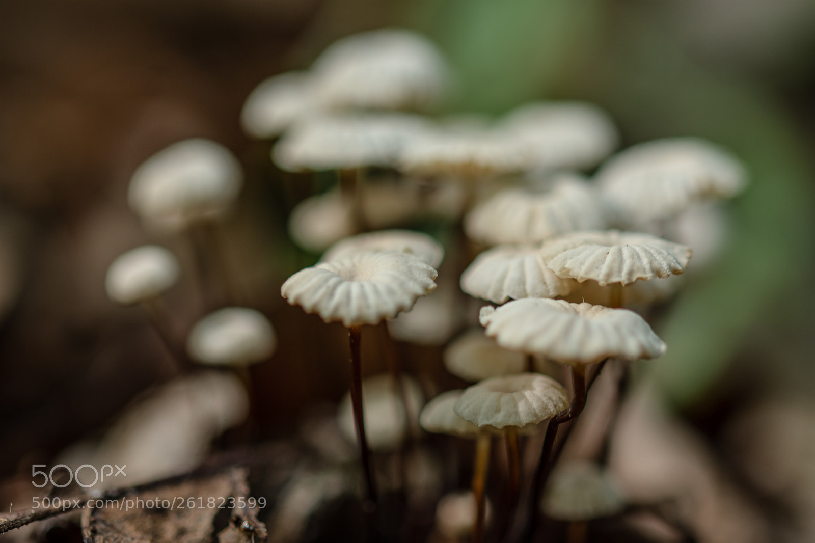 Nikon D7200 sample photo. Tiny mushrooms photography