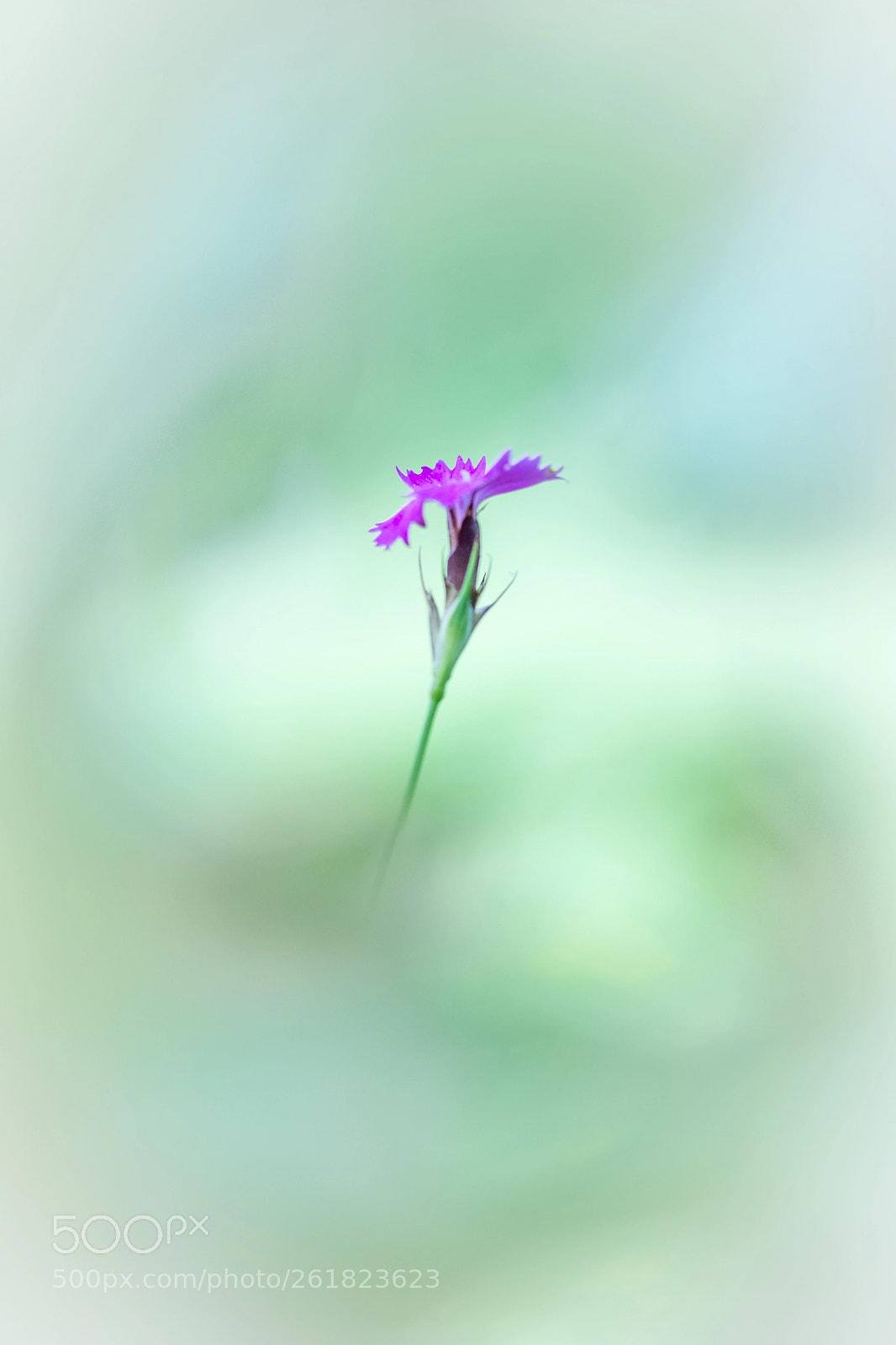 Nikon D7100 sample photo. Flower photography