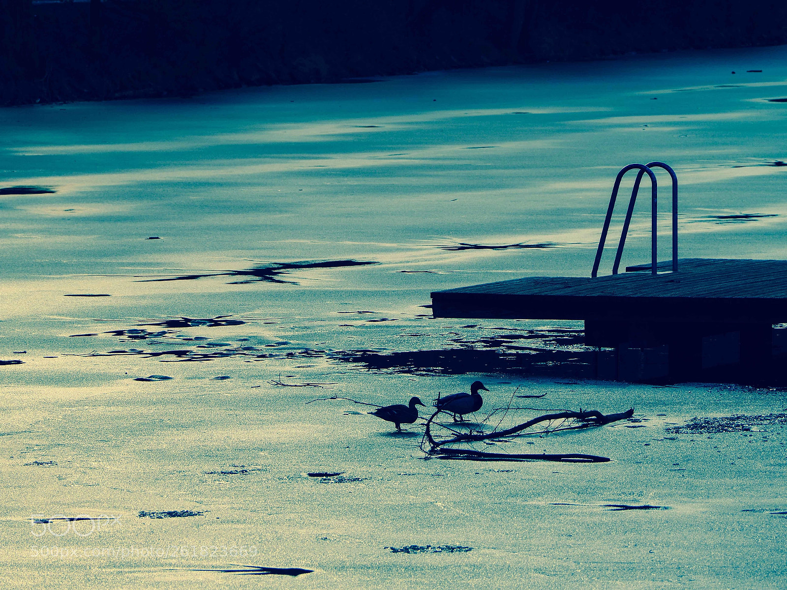 Olympus PEN-F sample photo. Mallards on ice photography