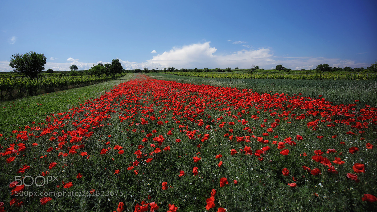 Canon EOS 5D Mark IV sample photo. Red dotted stripe photography