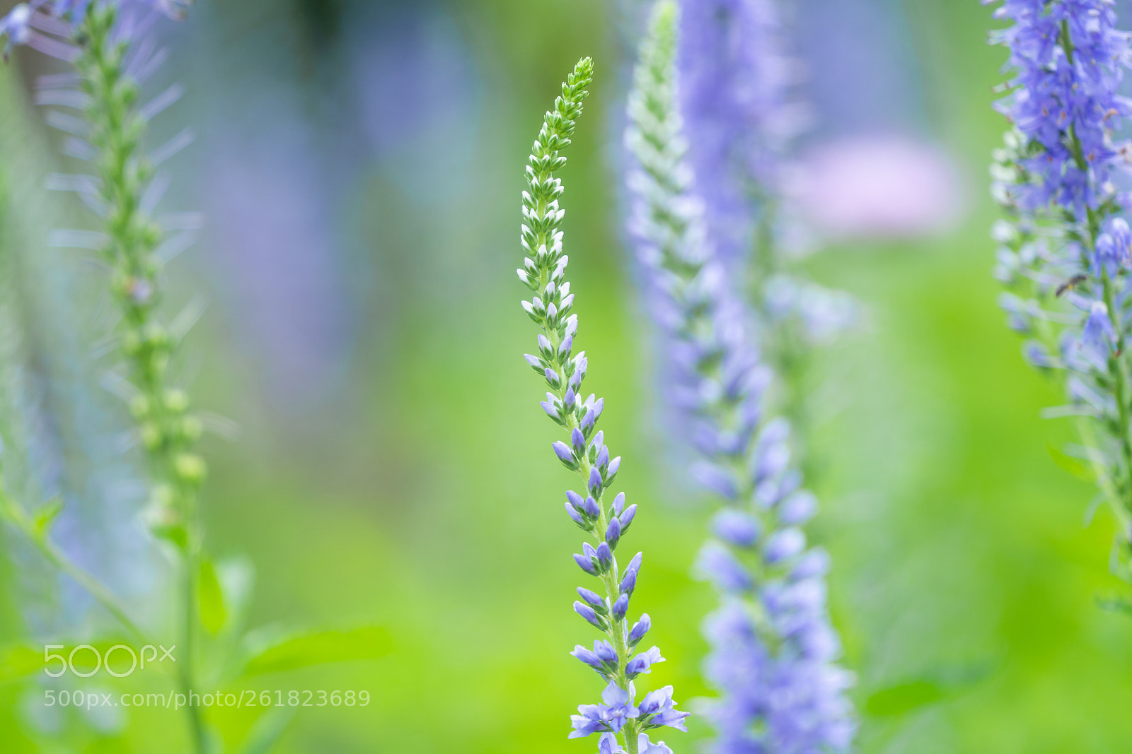 Sony a7R II sample photo. Veronica longifolia photography