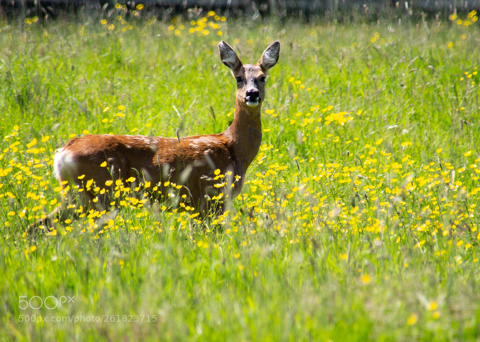 Canon EOS 600D (Rebel EOS T3i / EOS Kiss X5) sample photo. Deer in field photography