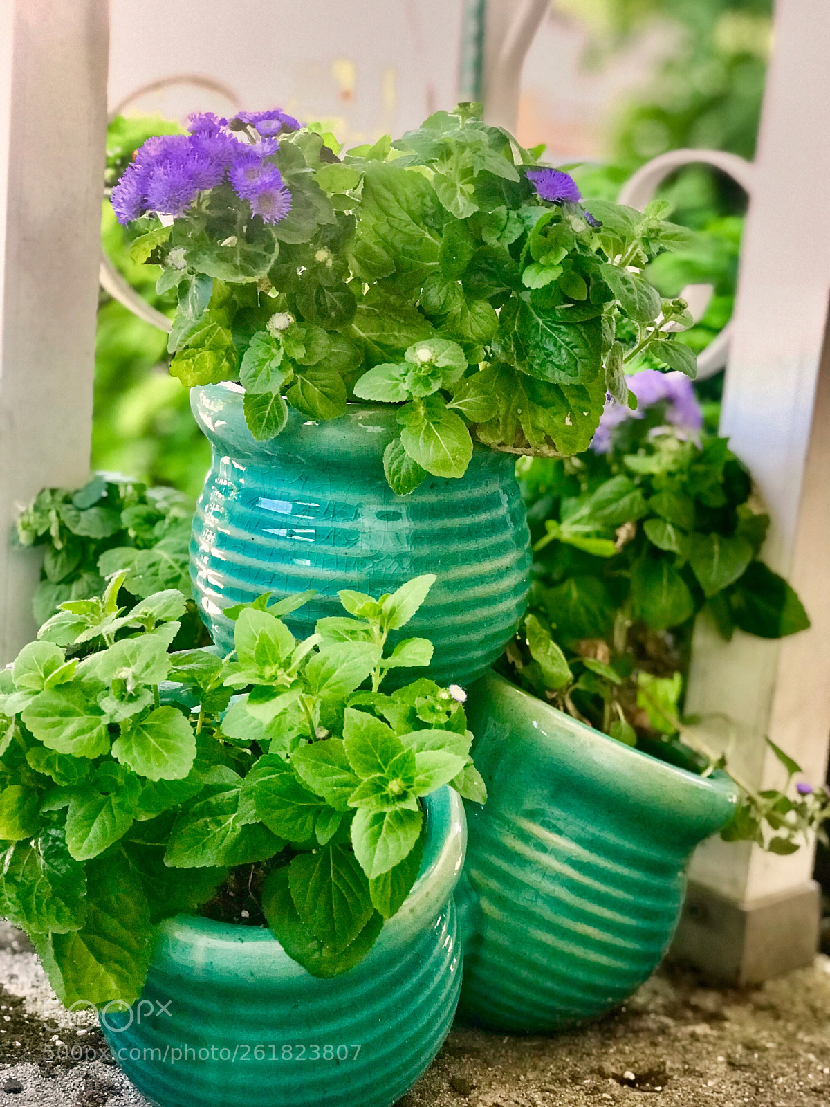 Apple iPhone 7 Plus sample photo. Spring flowers in ceramic photography