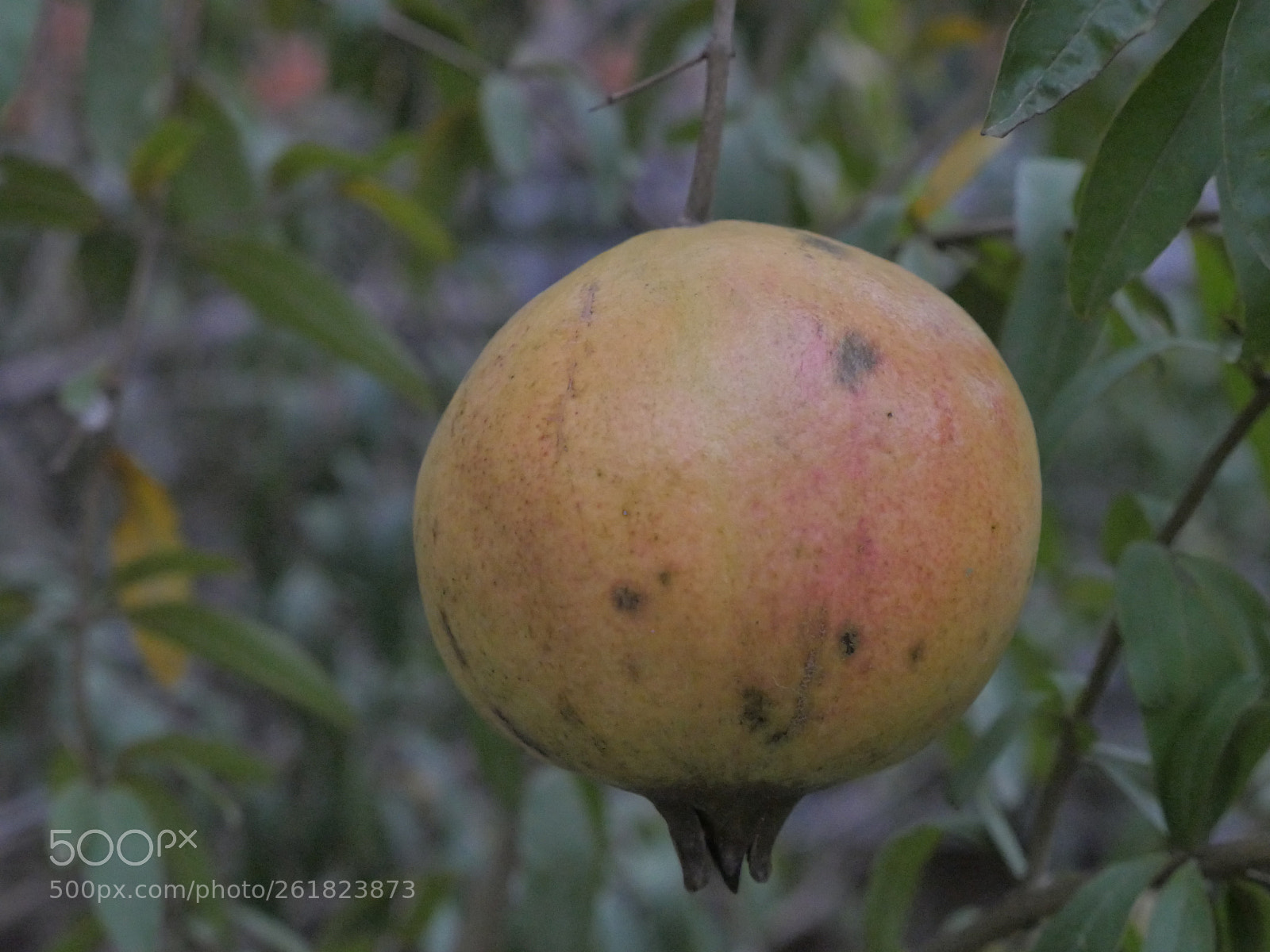 Panasonic Lumix DMC-GH4 sample photo. P photography