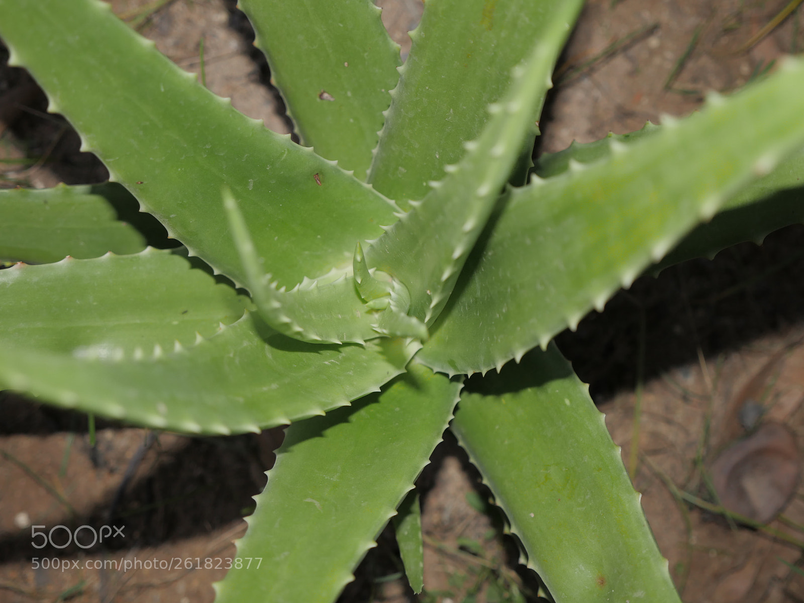 Panasonic Lumix DMC-GH4 sample photo. P photography