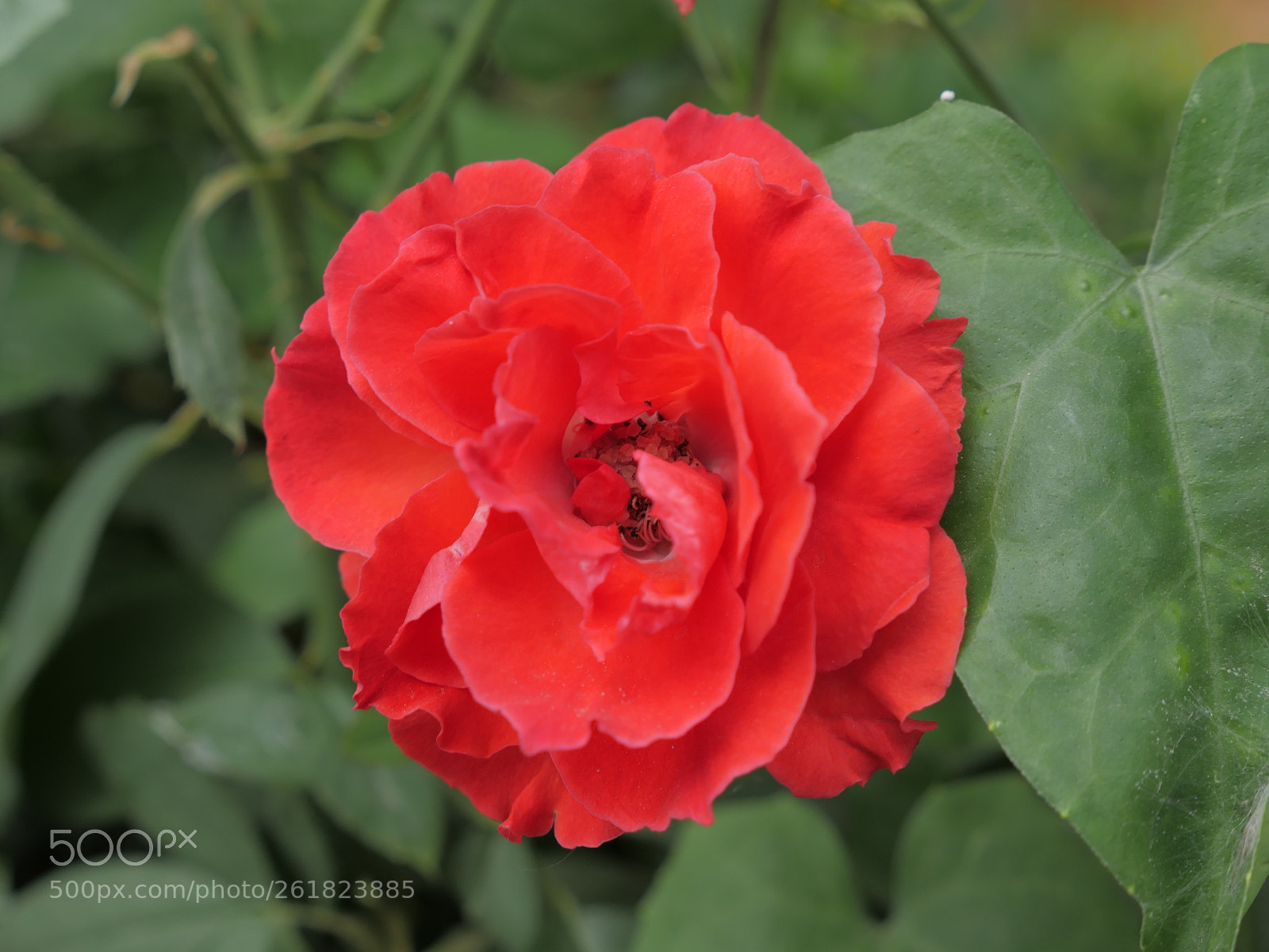 Panasonic Lumix DMC-GH4 sample photo. P photography