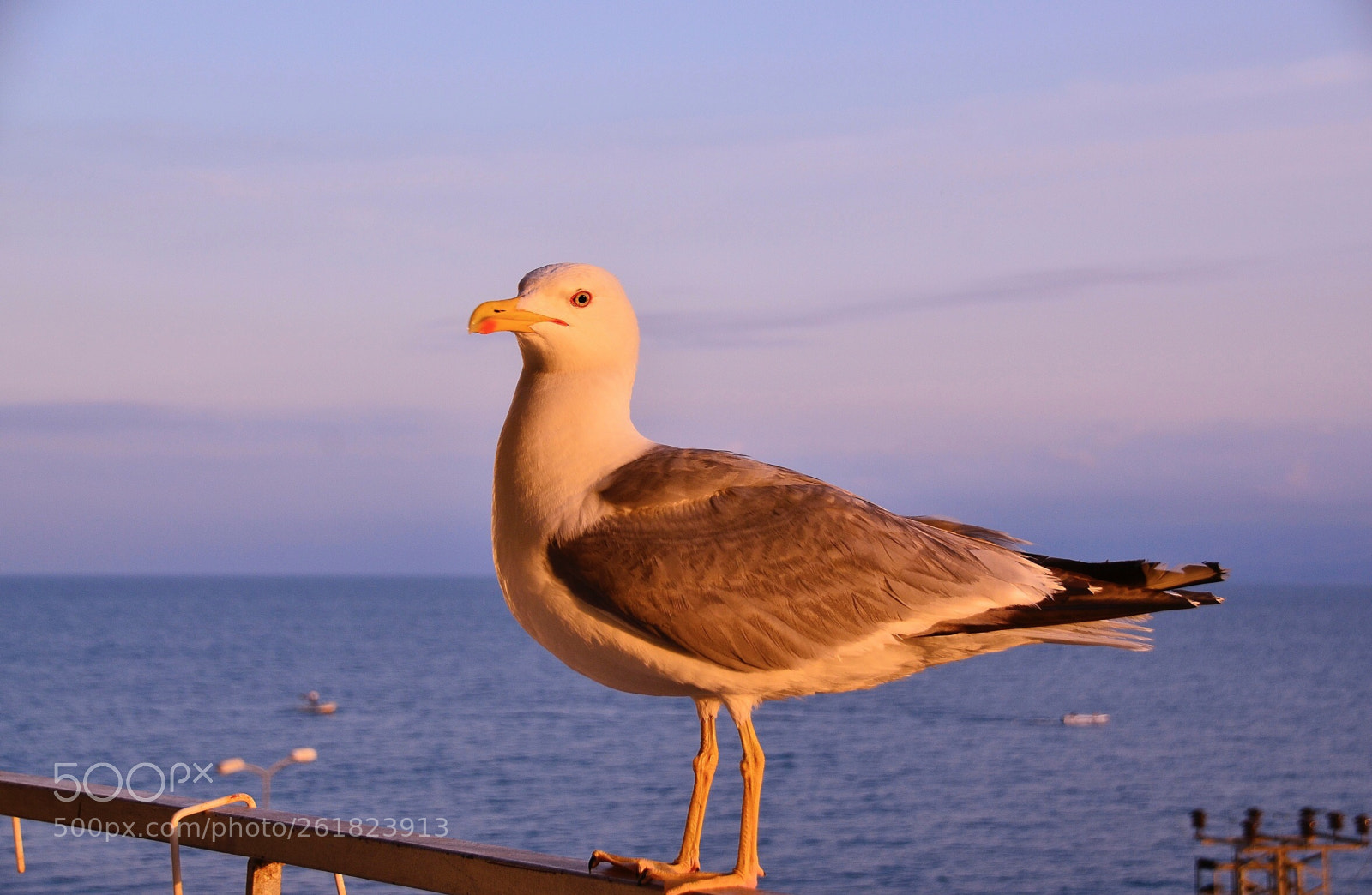 Nikon D7000 sample photo. My seagull , paytak photography
